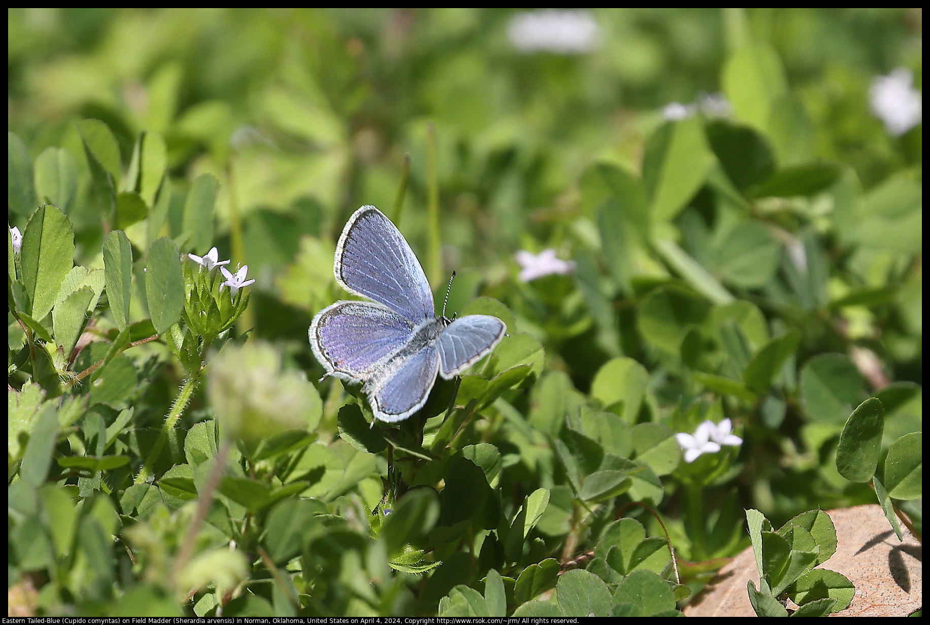Eastern Tailed-Blue (Cupido comyntas) on Field Madder (Sherardia arvensis) in Norman, Oklahoma, United States on April 4, 2024