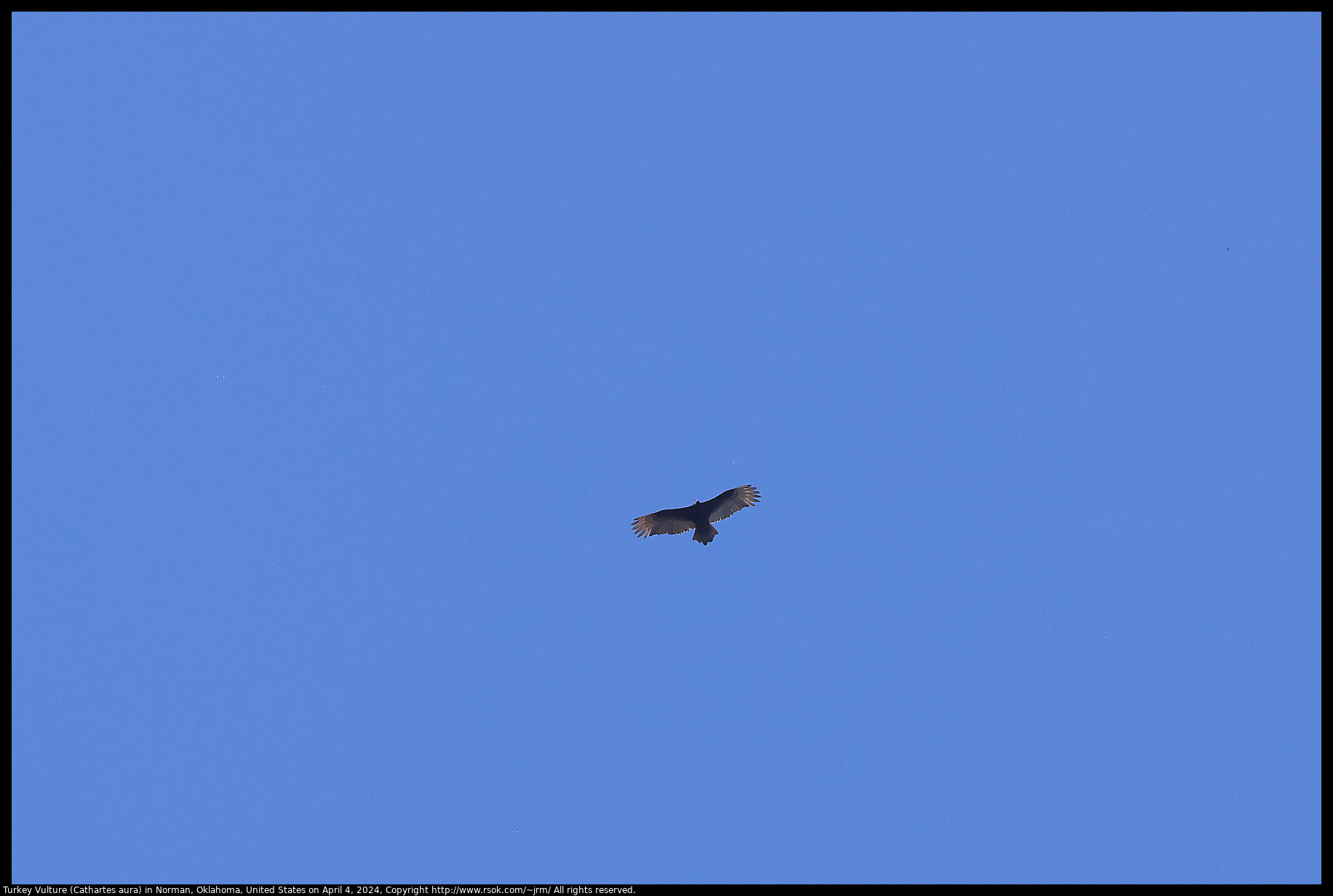 Turkey Vulture (Cathartes aura) in Norman, Oklahoma, United States on April 4, 2024