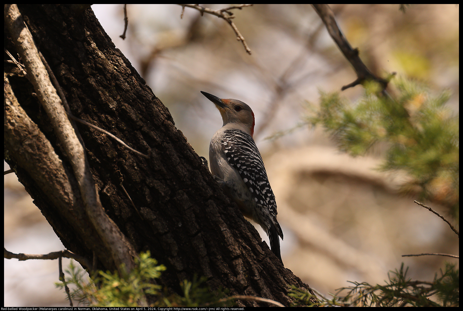 Red-bellied Woodpecker (Melanerpes carolinus) in Norman, Oklahoma, United States on April 5, 2024