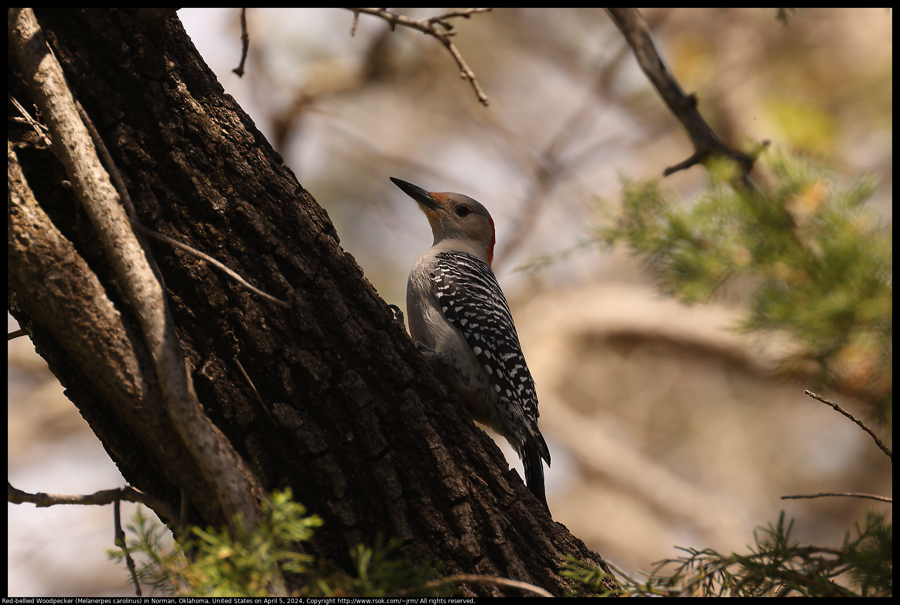 Red-bellied Woodpecker (Melanerpes carolinus) in Norman, Oklahoma, United States on April 5, 2024