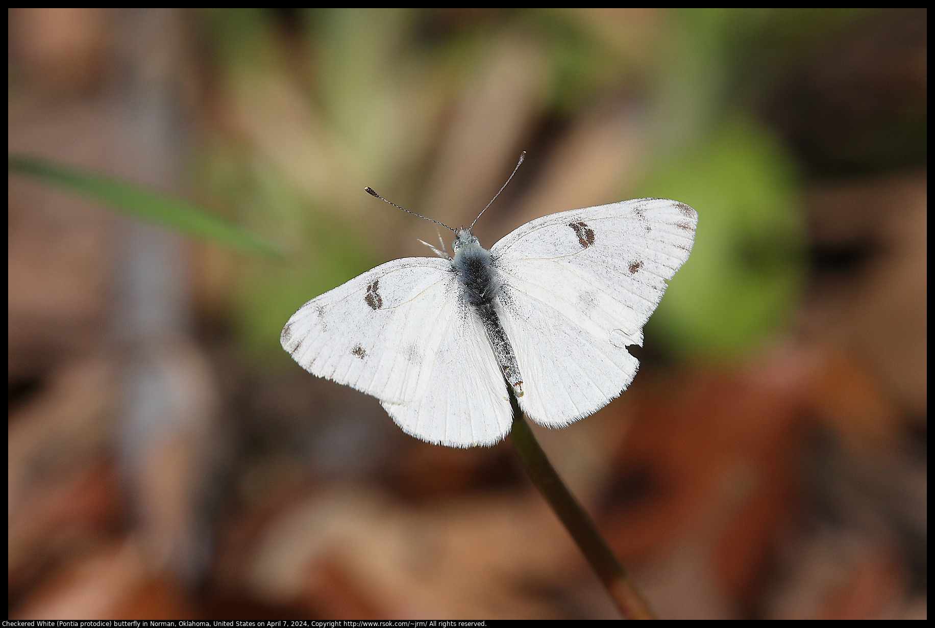 Checkered White (Pontia protodice) butterfly in Norman, Oklahoma, United States on April 7, 2024