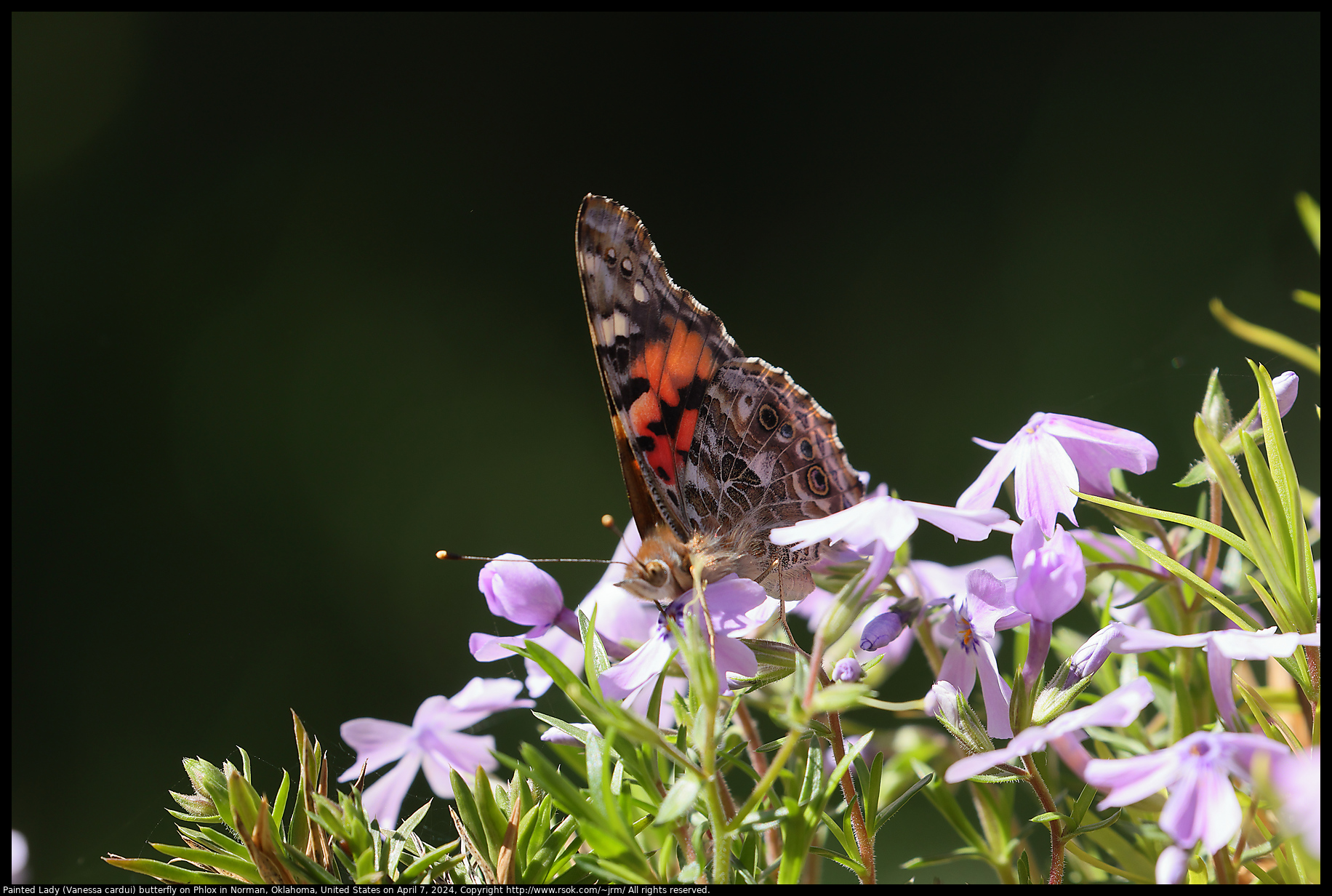 Painted Lady (Vanessa cardui) butterfly on Phlox in Norman, Oklahoma, United States on April 7, 2024