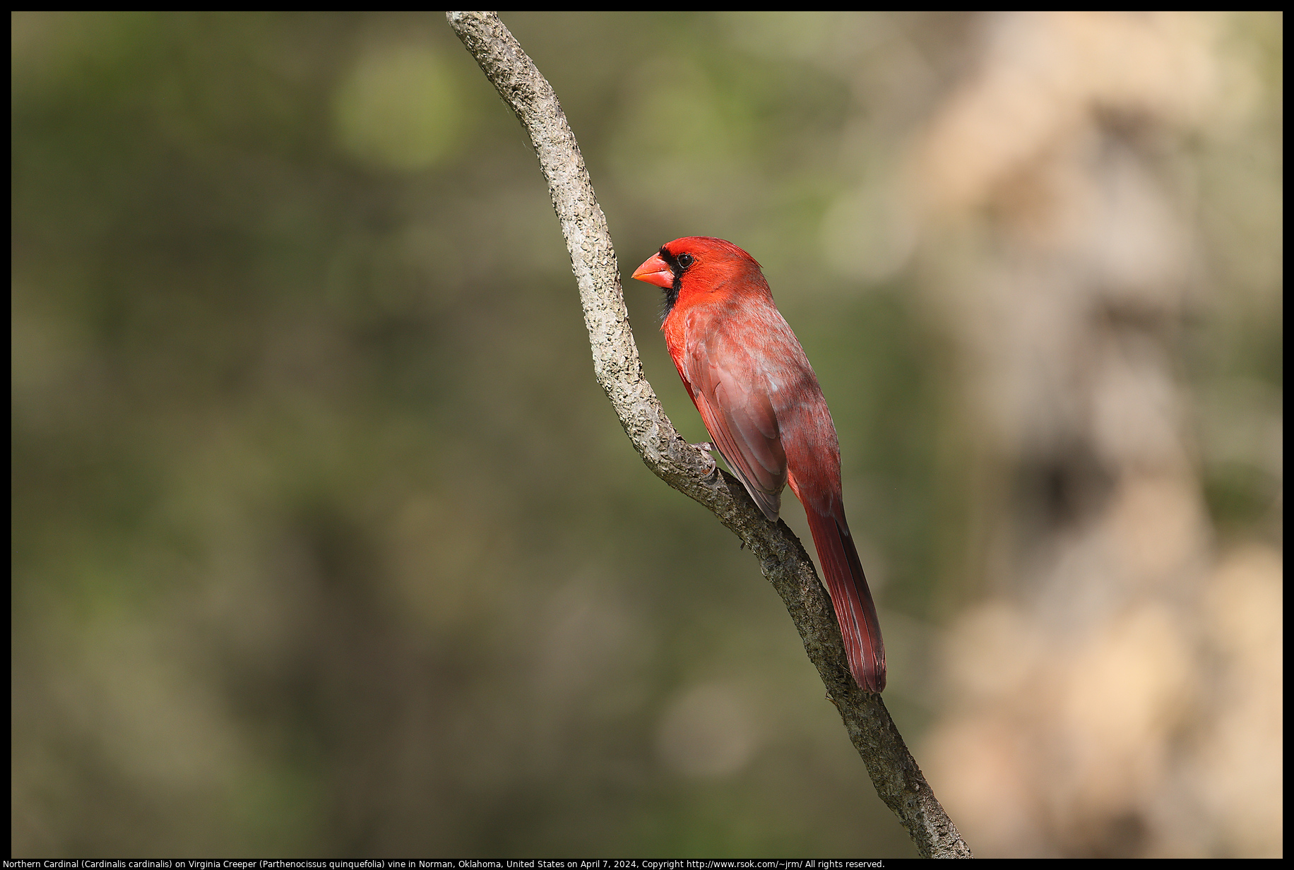 Northern Cardinal (Cardinalis cardinalis) in Norman, Oklahoma, United States on April 7, 2024