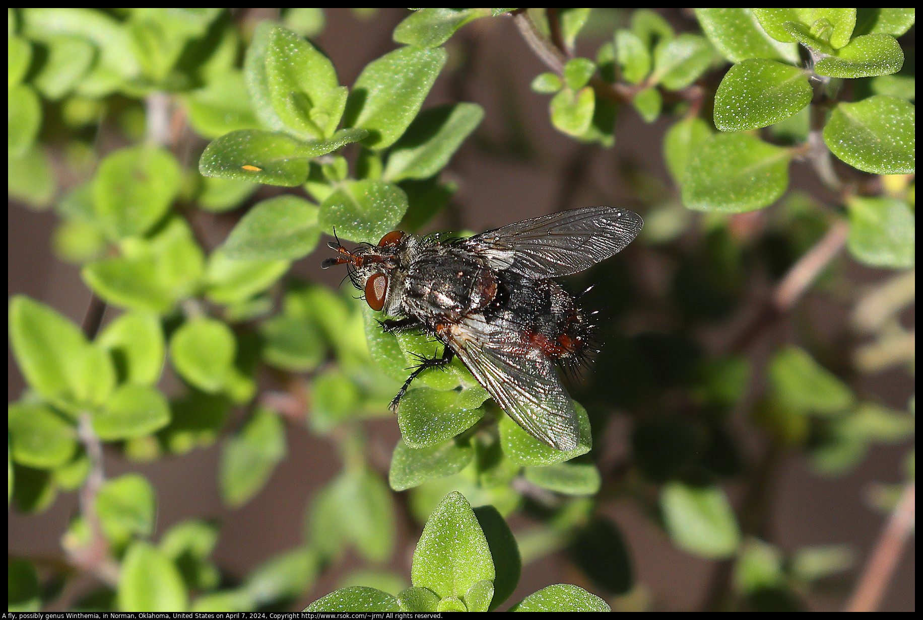 A fly, possibly genus Winthemia, in Norman, Oklahoma, United States on April 7, 2024