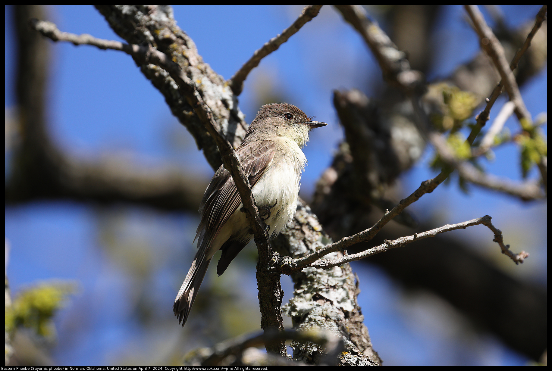 Eastern Phoebe (Sayornis phoebe) in Norman, Oklahoma, United States on April 7, 2024