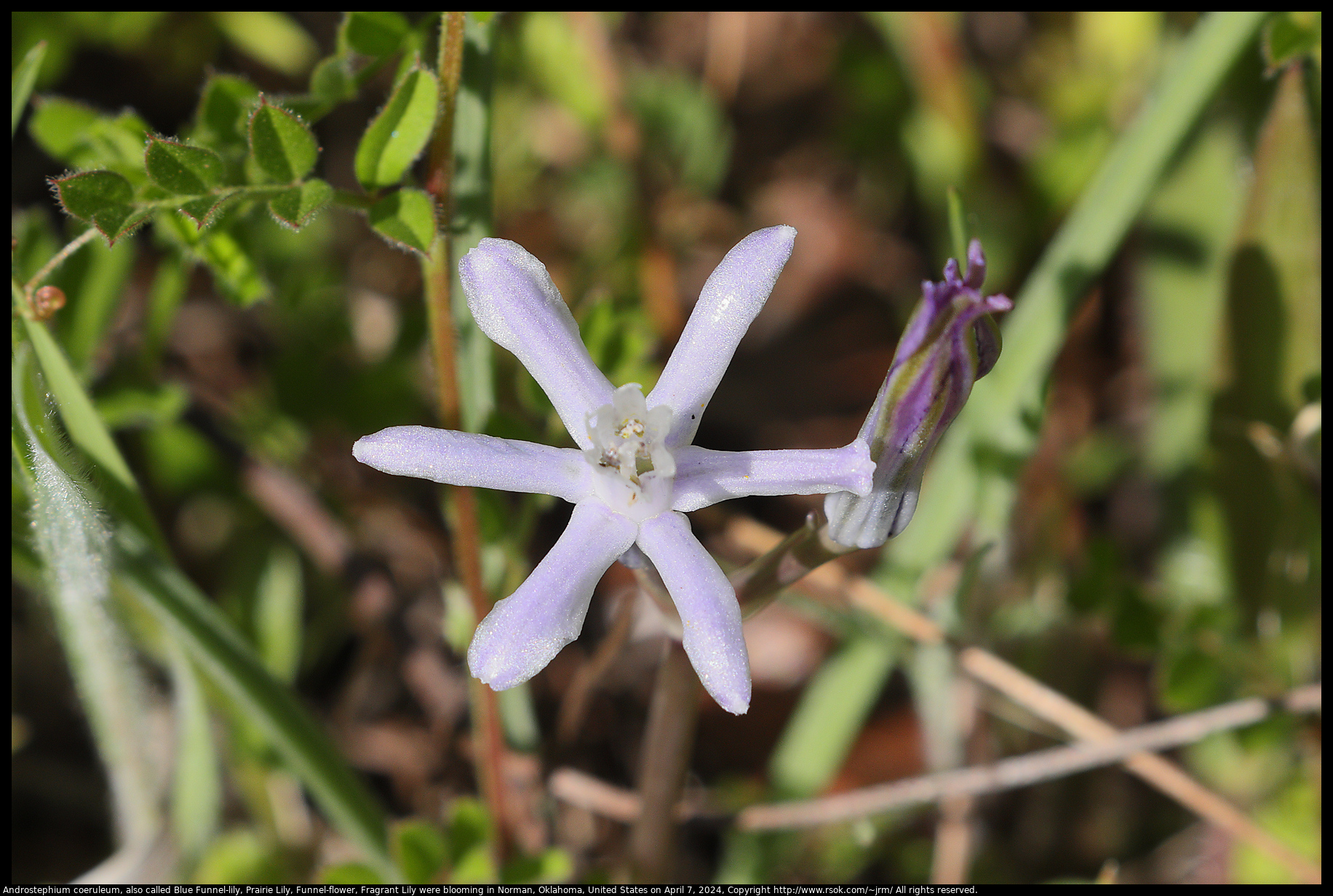 Androstephium coeruleum, also called Blue Funnel-lily, Prairie Lily, Funnel-flower, Fragrant Lily were blooming in Norman, Oklahoma, United States on April 7, 2024