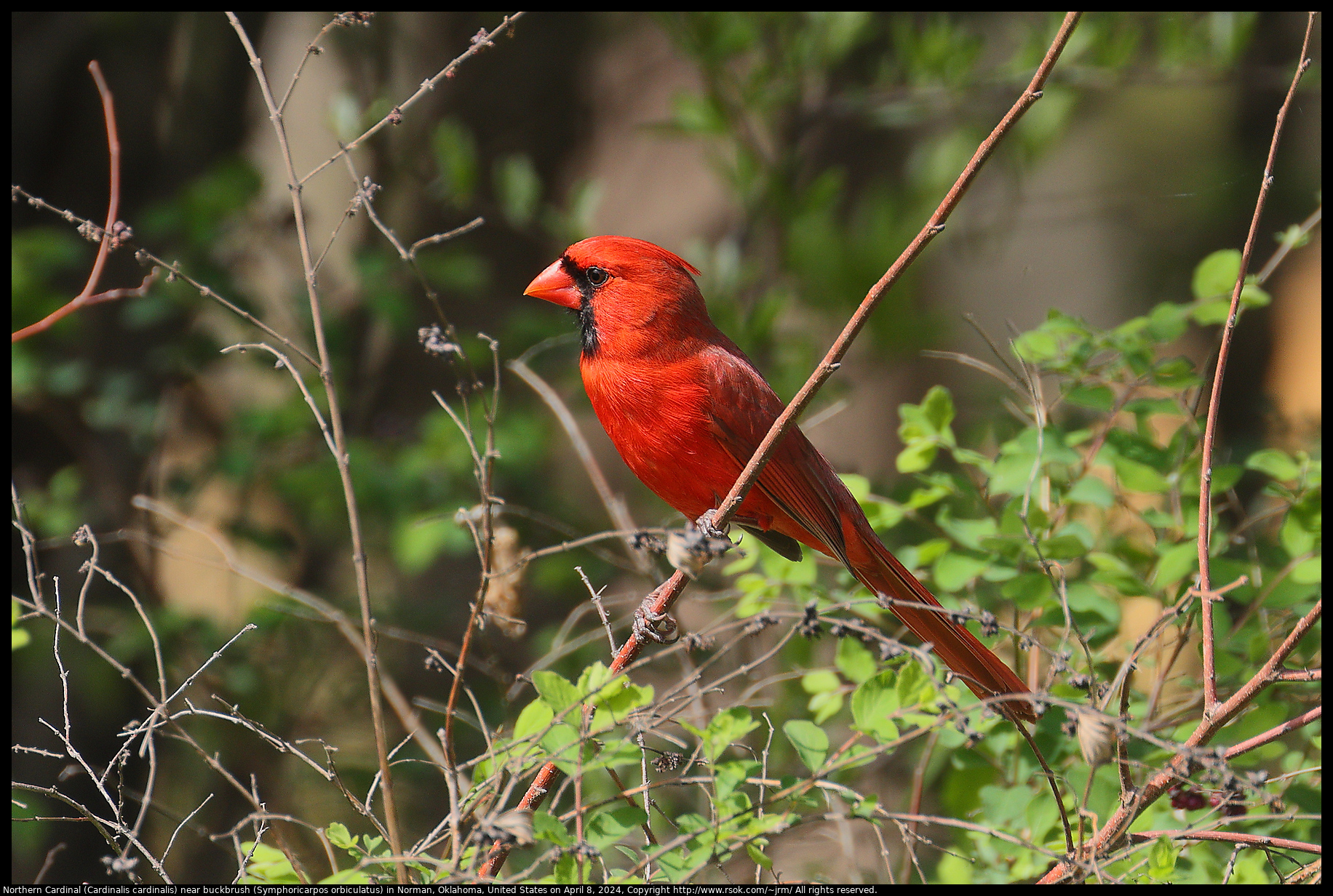 Northern Cardinal (Cardinalis cardinalis) near buckbrush (Symphoricarpos orbiculatus) in Norman, Oklahoma, United States on April 8, 2024