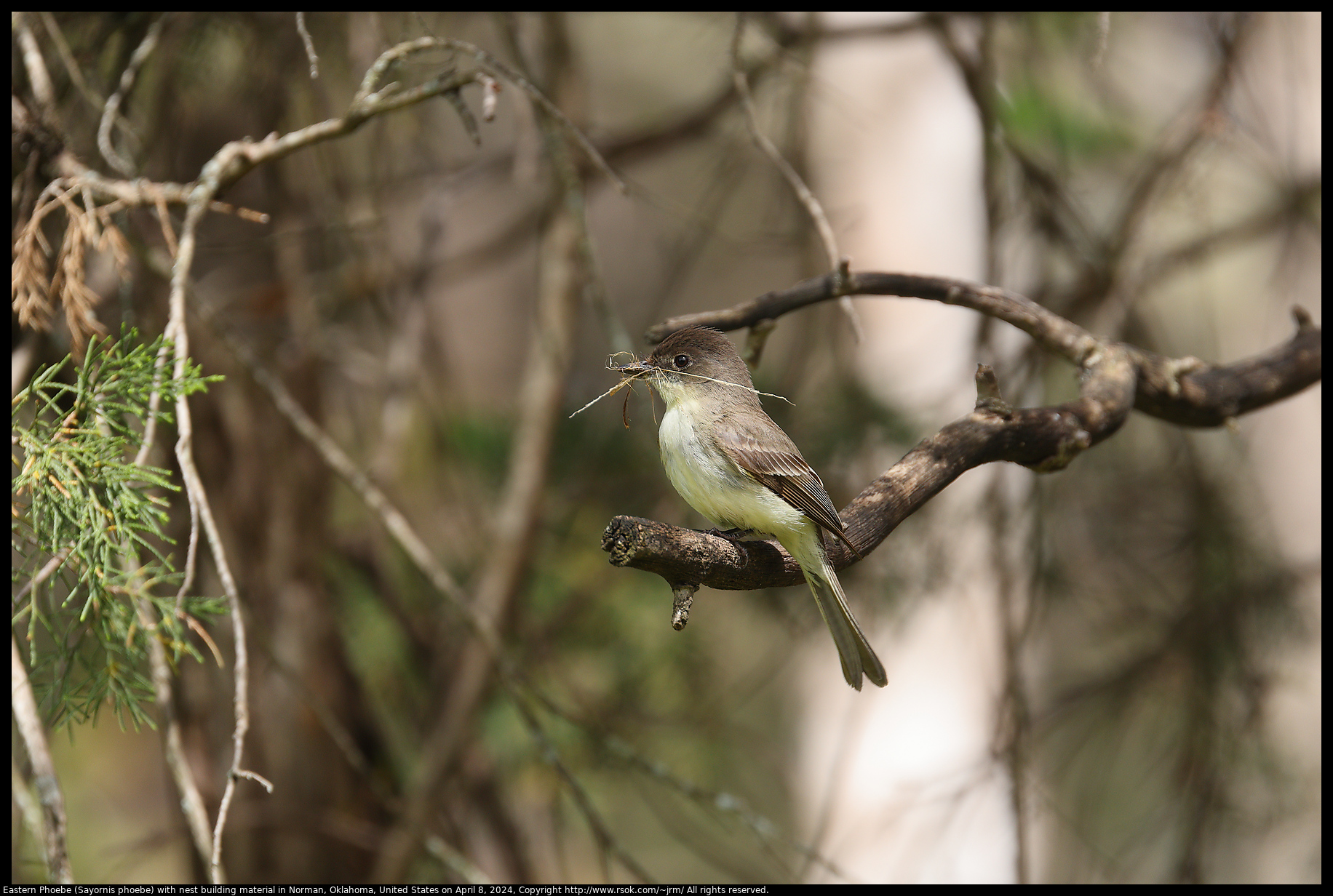 Eastern Phoebe (Sayornis phoebe) with nest building material in Norman, Oklahoma, United States on April 8, 2024