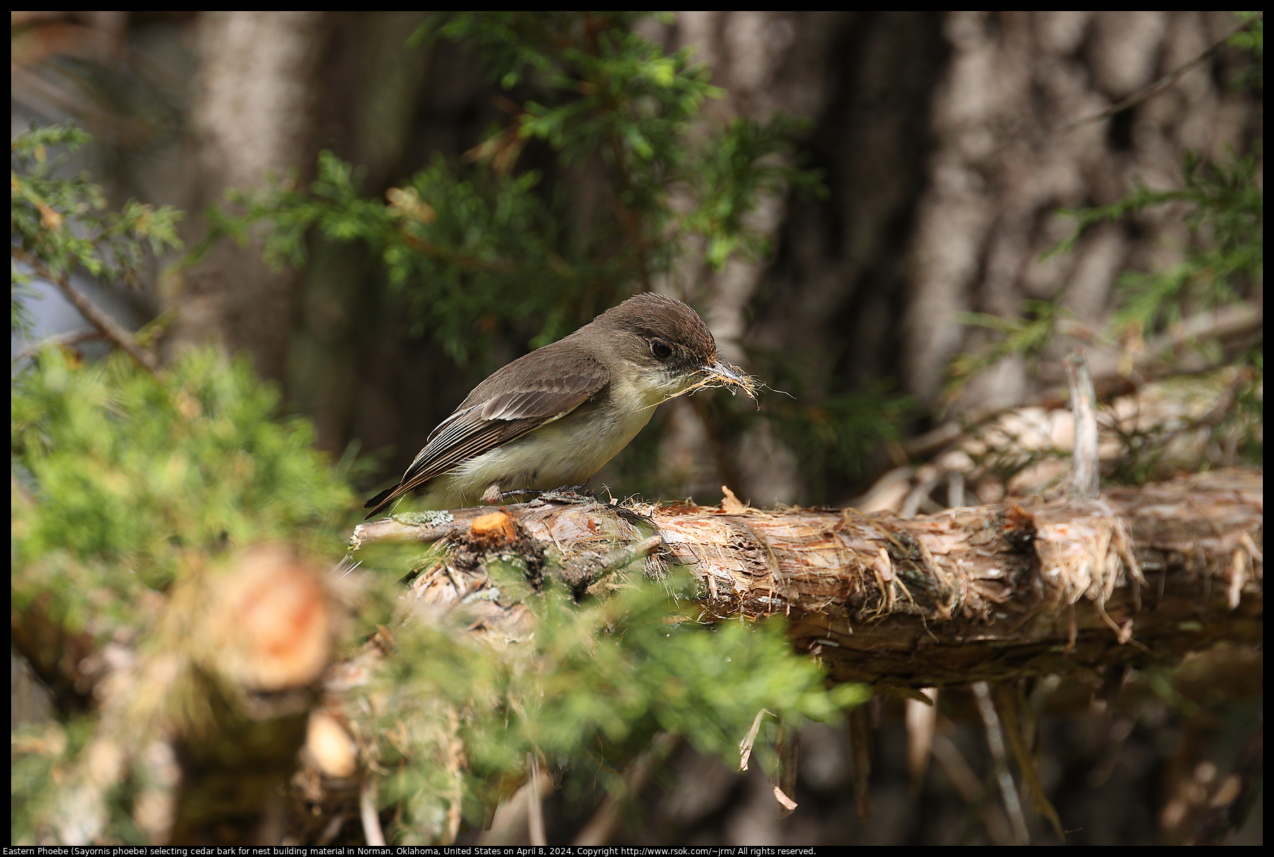 Eastern Phoebe (Sayornis phoebe) selecting cedar bark for nest building material in Norman, Oklahoma, United States on April 8, 2024