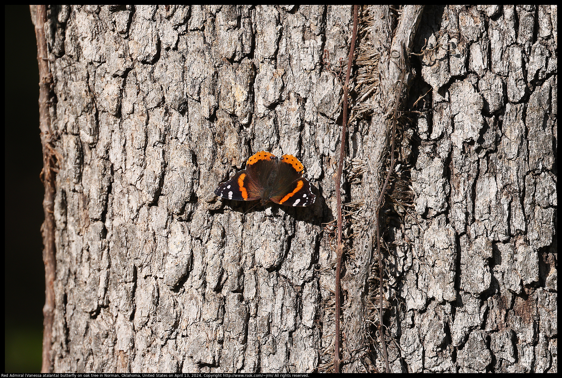 Red Admiral (Vanessa atalanta) butterfly on oak tree in Norman, Oklahoma, United States on April 13, 2024