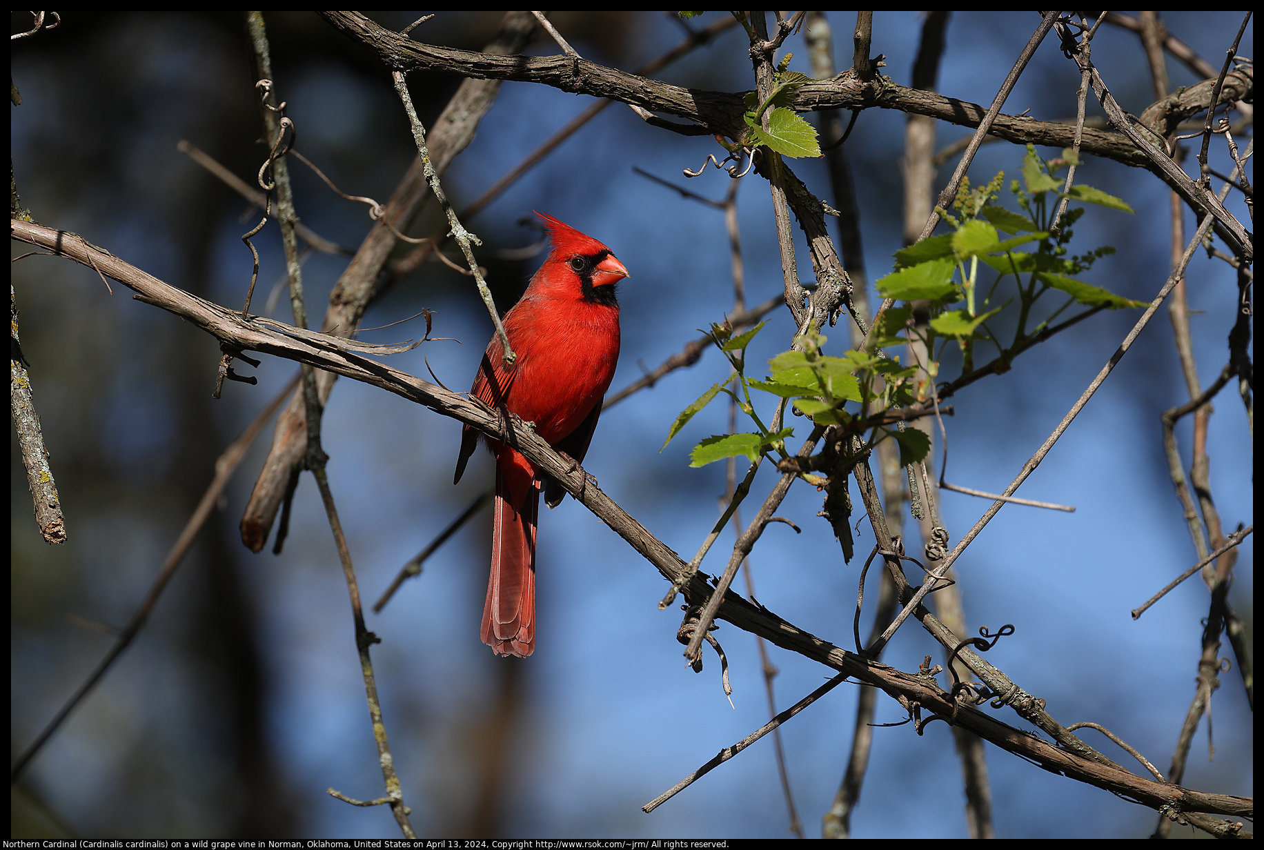 Northern Cardinal (Cardinalis cardinalis) on a wild grape vine in Norman, Oklahoma, United States on April 13, 2024