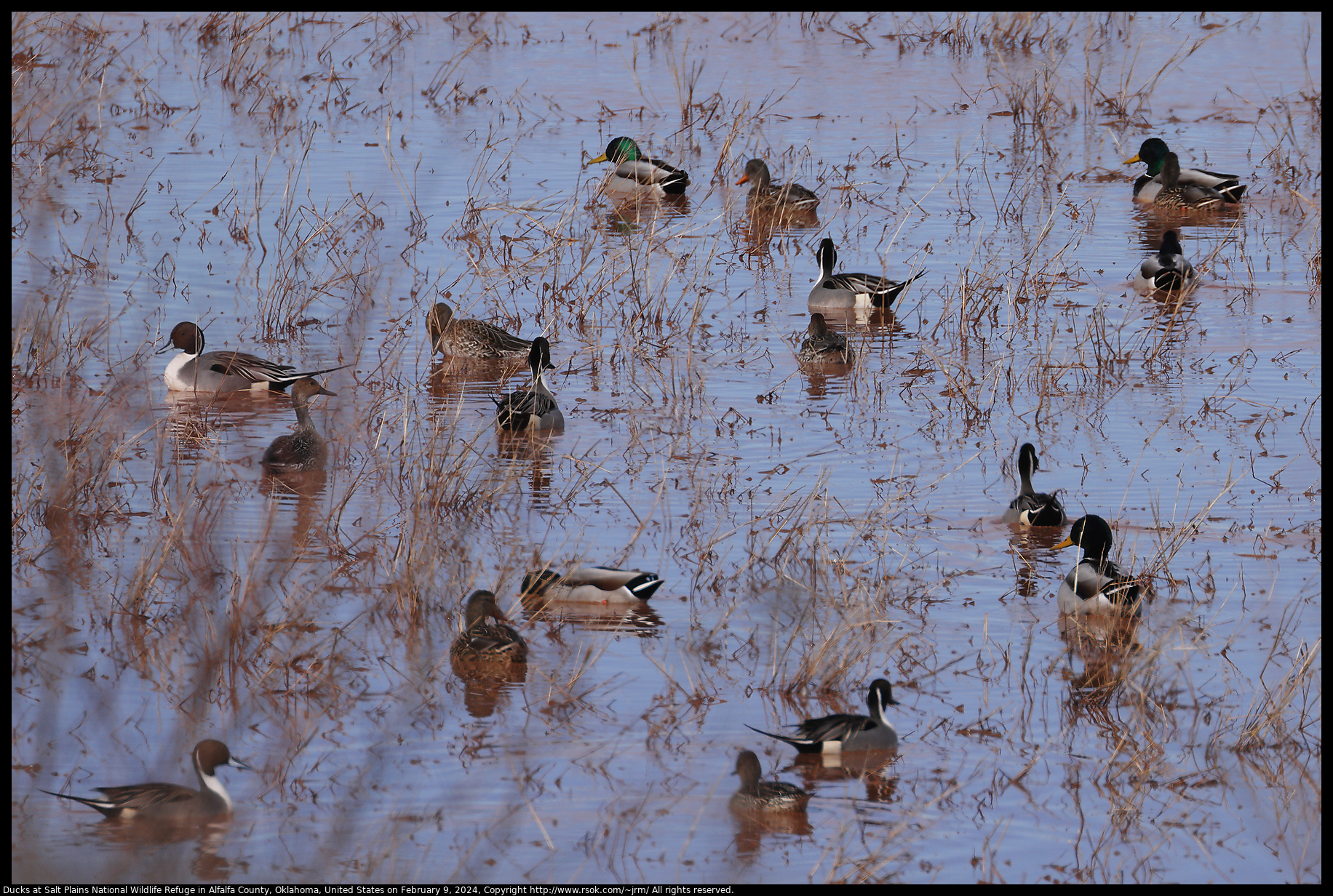 Ducks at Salt Plains National Wildlife Refuge in Alfalfa County, Oklahoma, United States on February 9, 2024