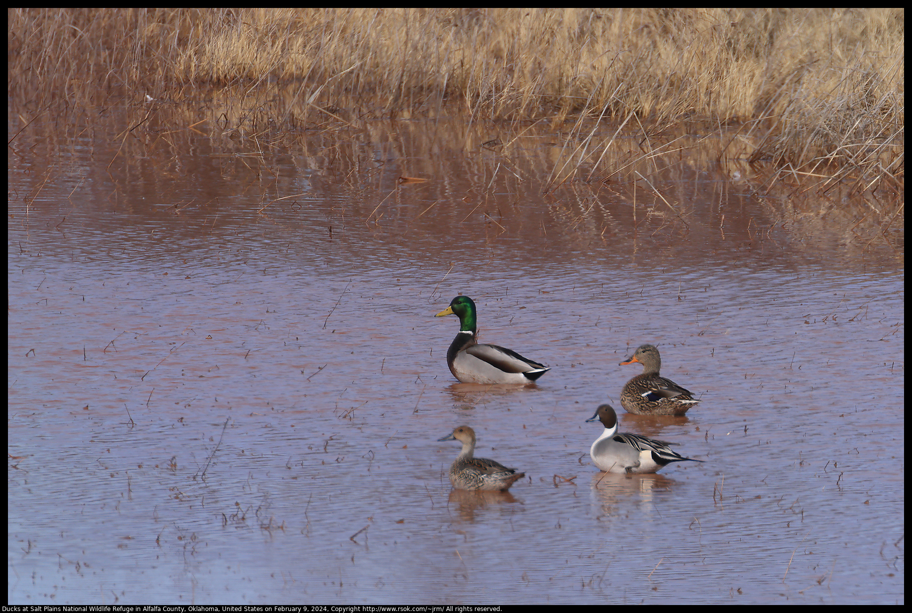 Ducks at Salt Plains National Wildlife Refuge in Alfalfa County, Oklahoma, United States on February 9, 2024