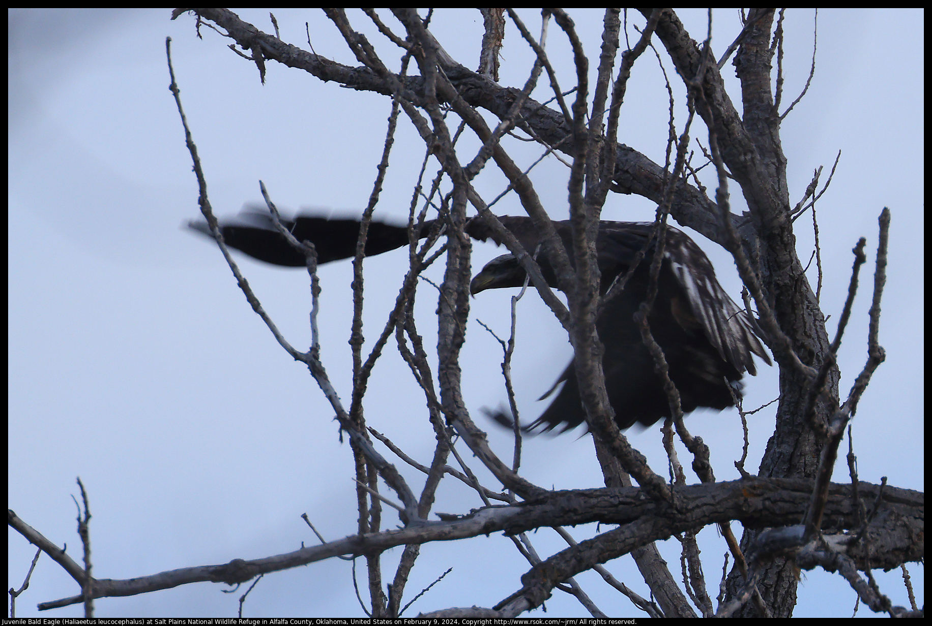 Juvenile Bald Eagle (Haliaeetus leucocephalus) at Salt Plains National Wildlife Refuge in Alfalfa County, Oklahoma, United States on February 9, 2024