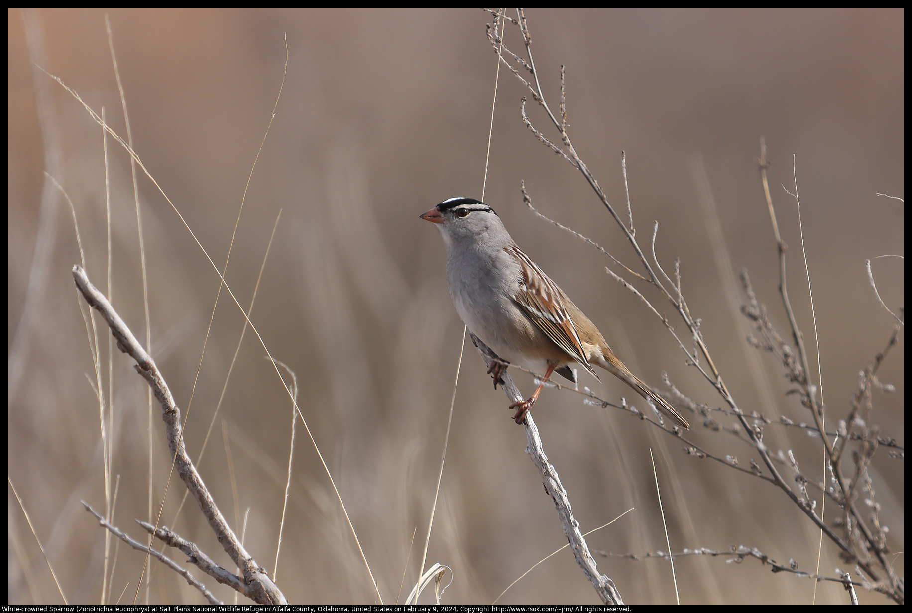 White-crowned Sparrow (Zonotrichia leucophrys) at Salt Plains National Wildlife Refuge in Alfalfa County, Oklahoma, United States on February 9, 2024