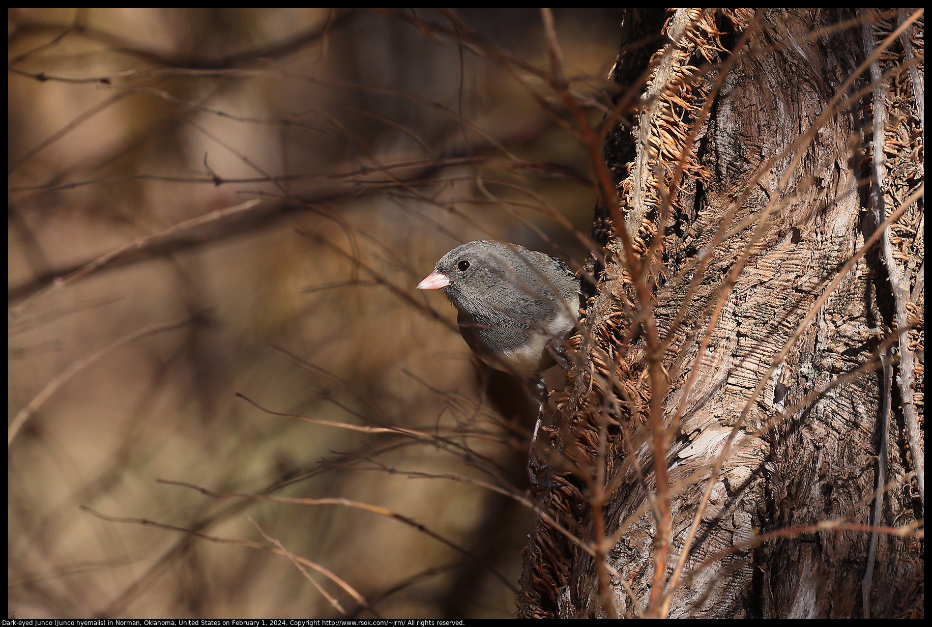 Dark-eyed Junco (Junco hyemalis) in Norman, Oklahoma, United States on February 1, 2024