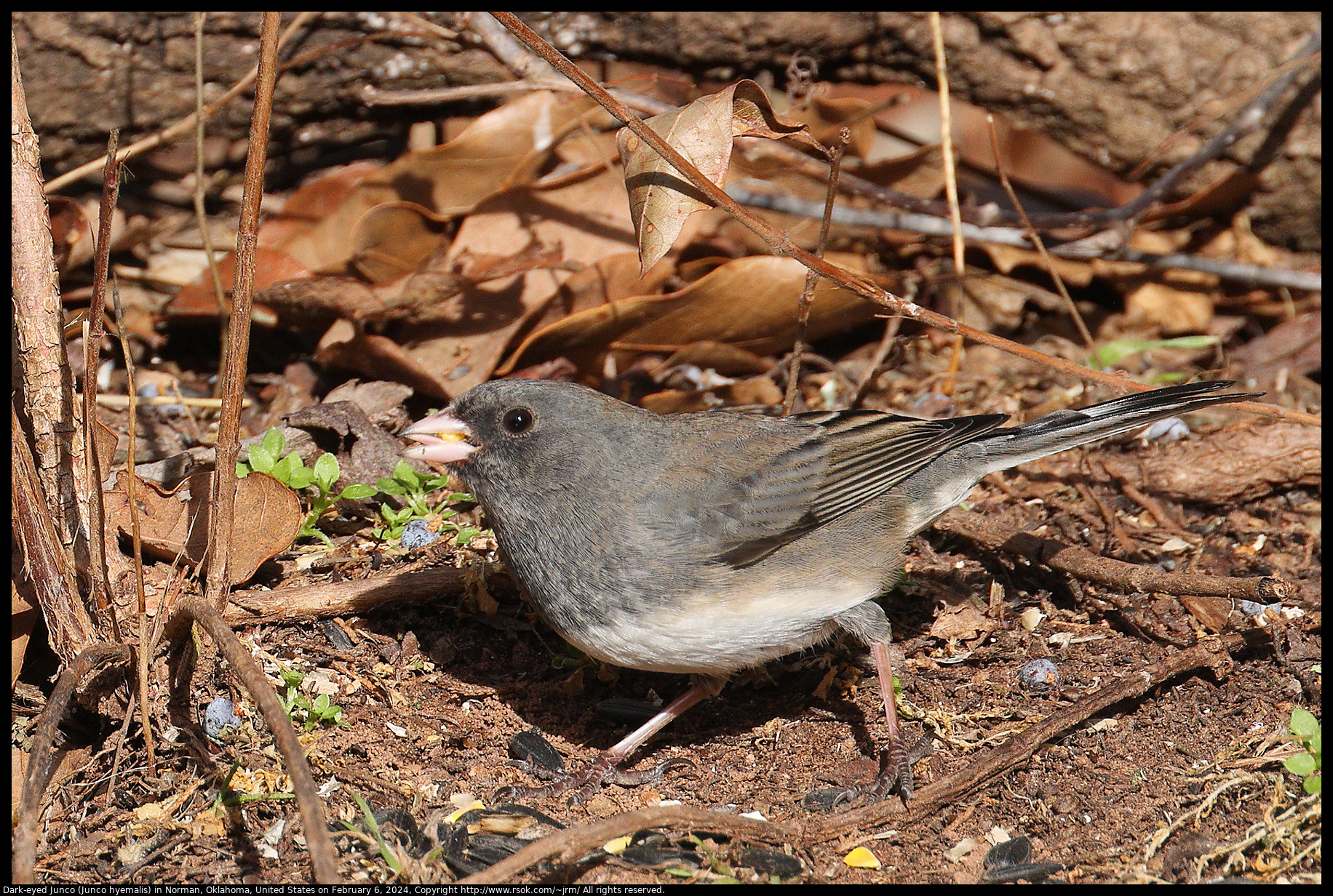 Dark-eyed Junco (Junco hyemalis) in Norman, Oklahoma, United States on February 6, 2024