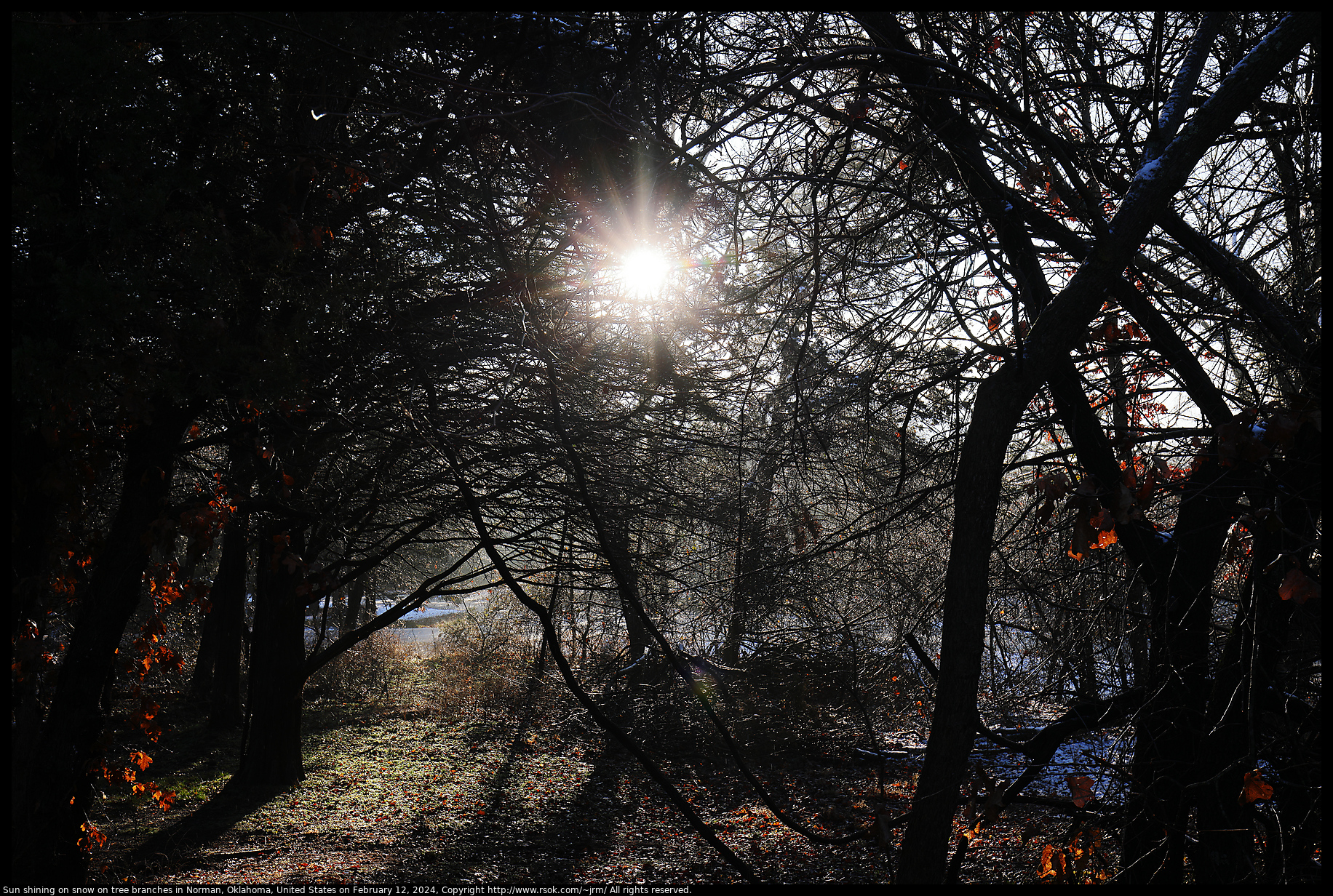 Sun shining on snow on tree branches in Norman, Oklahoma, United States on February 12, 2024