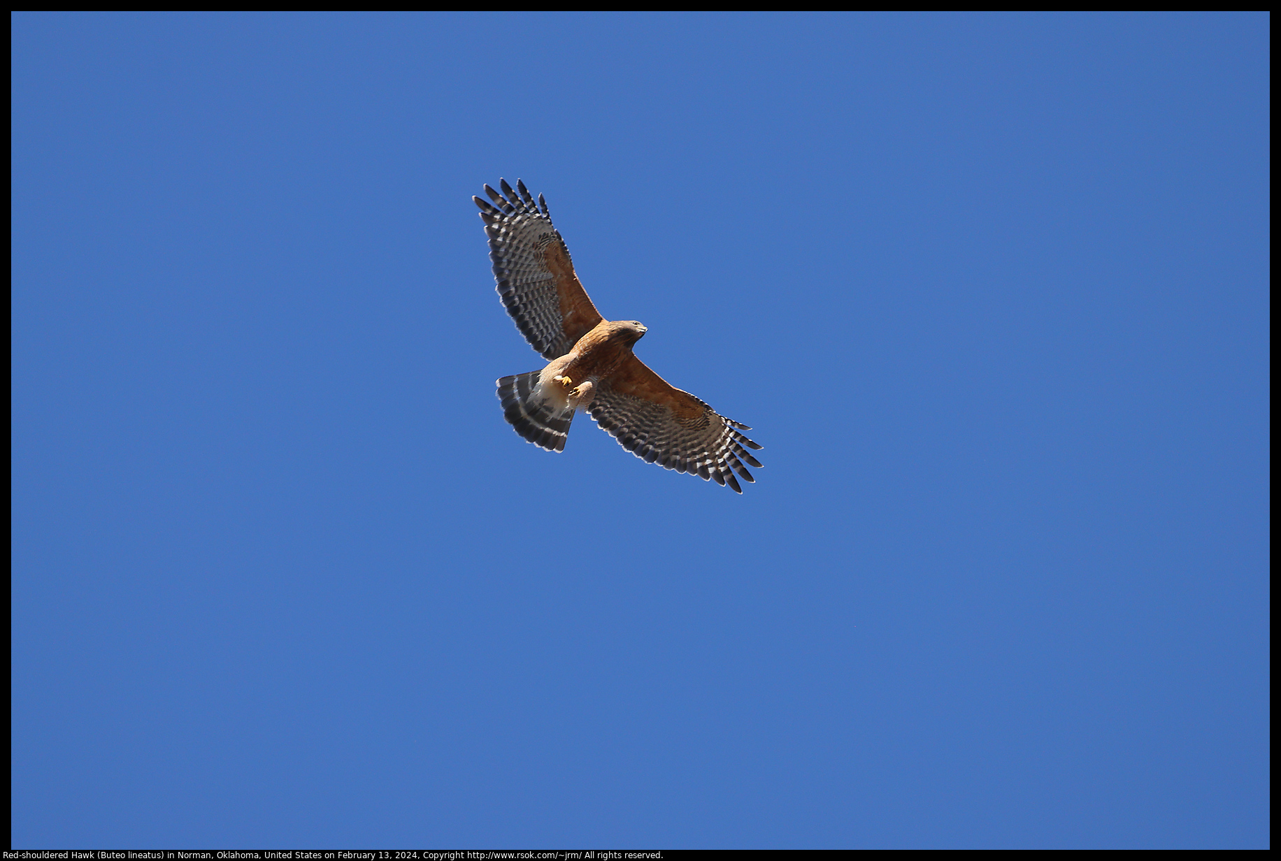 Red-shouldered Hawk (Buteo lineatus) in Norman, Oklahoma, United States on February 13, 2024