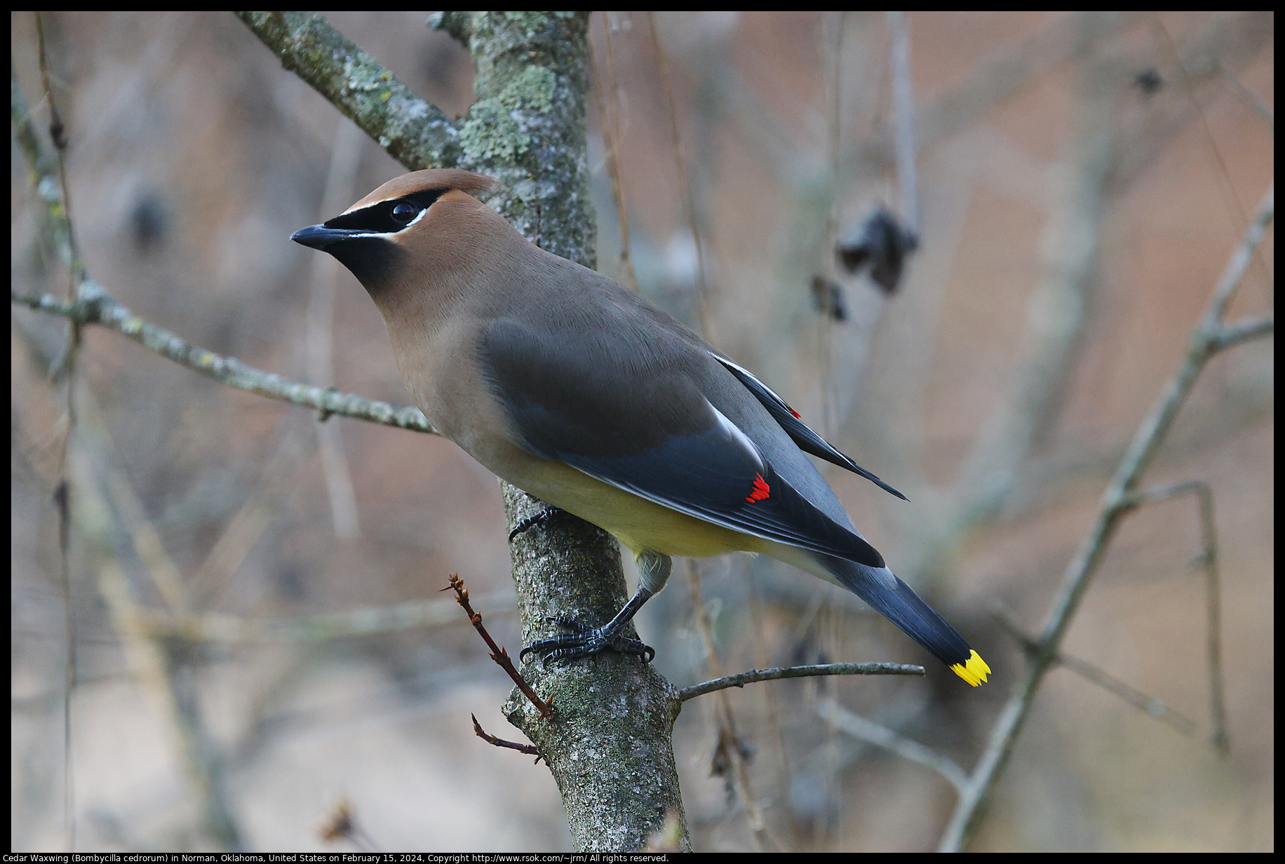 2024feb15_waxwing_IMG_9022c.jpg