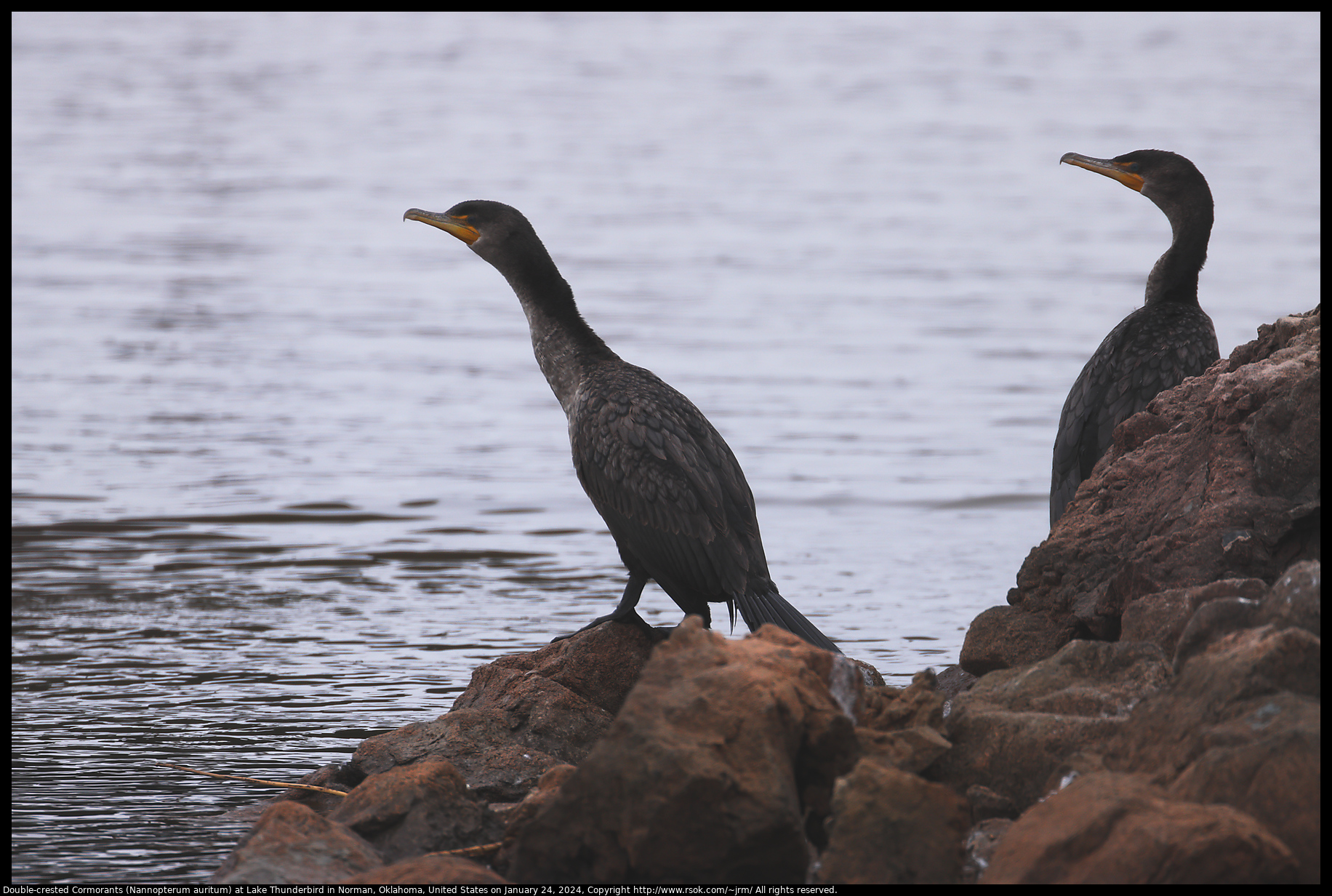 Double-crested Cormorants (Nannopterum auritum) at Lake Thunderbird in Norman, Oklahoma, United States on January 24, 2024