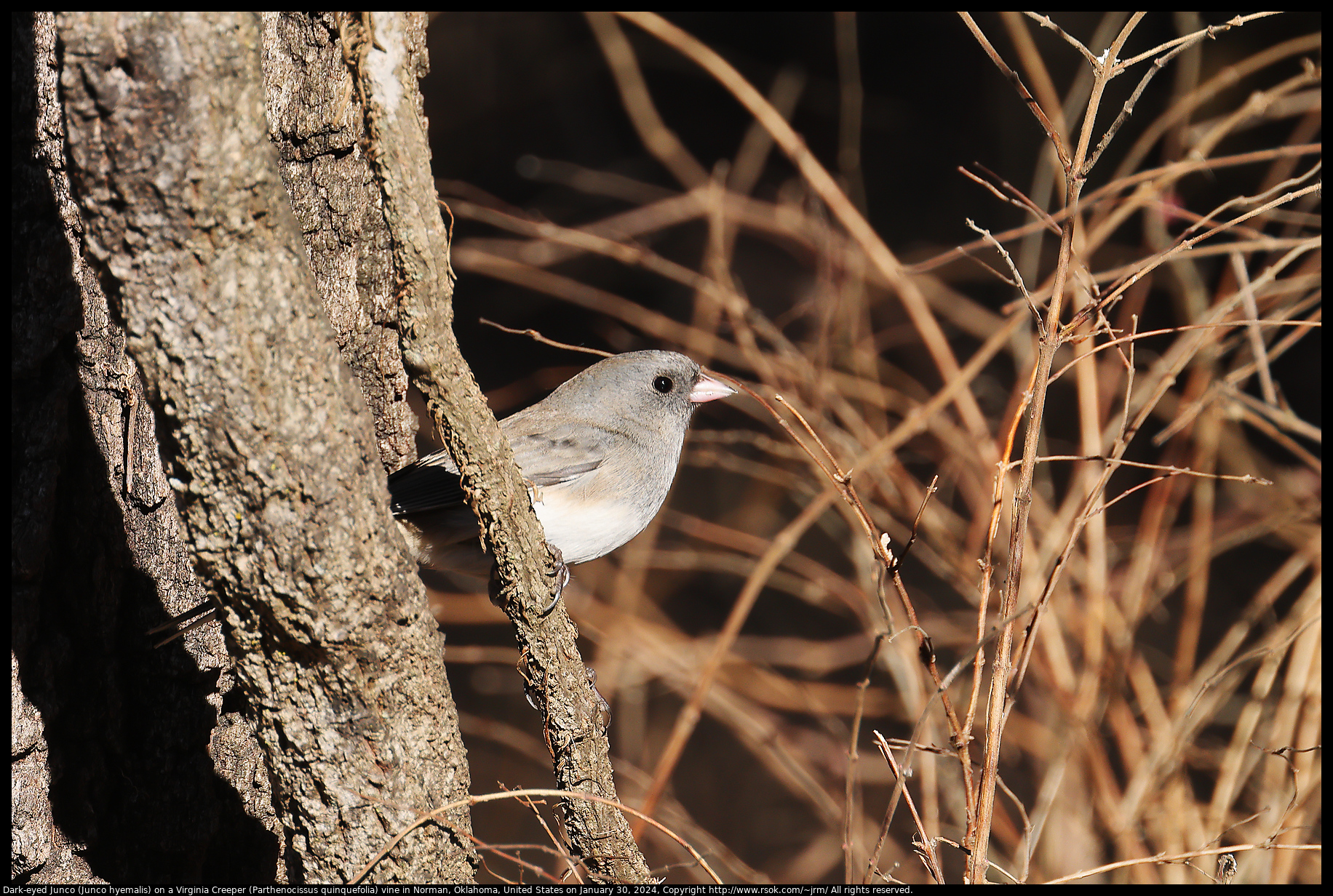 Dark-eyed Junco (Junco hyemalis) on a Virginia Creeper (Parthenocissus quinquefolia) vine in Norman, Oklahoma, United States on January 30, 2024