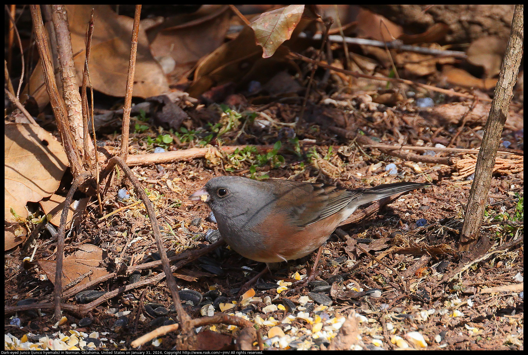 Dark-eyed Junco (Junco hyemalis) in Norman, Oklahoma, United States on January 31, 2024