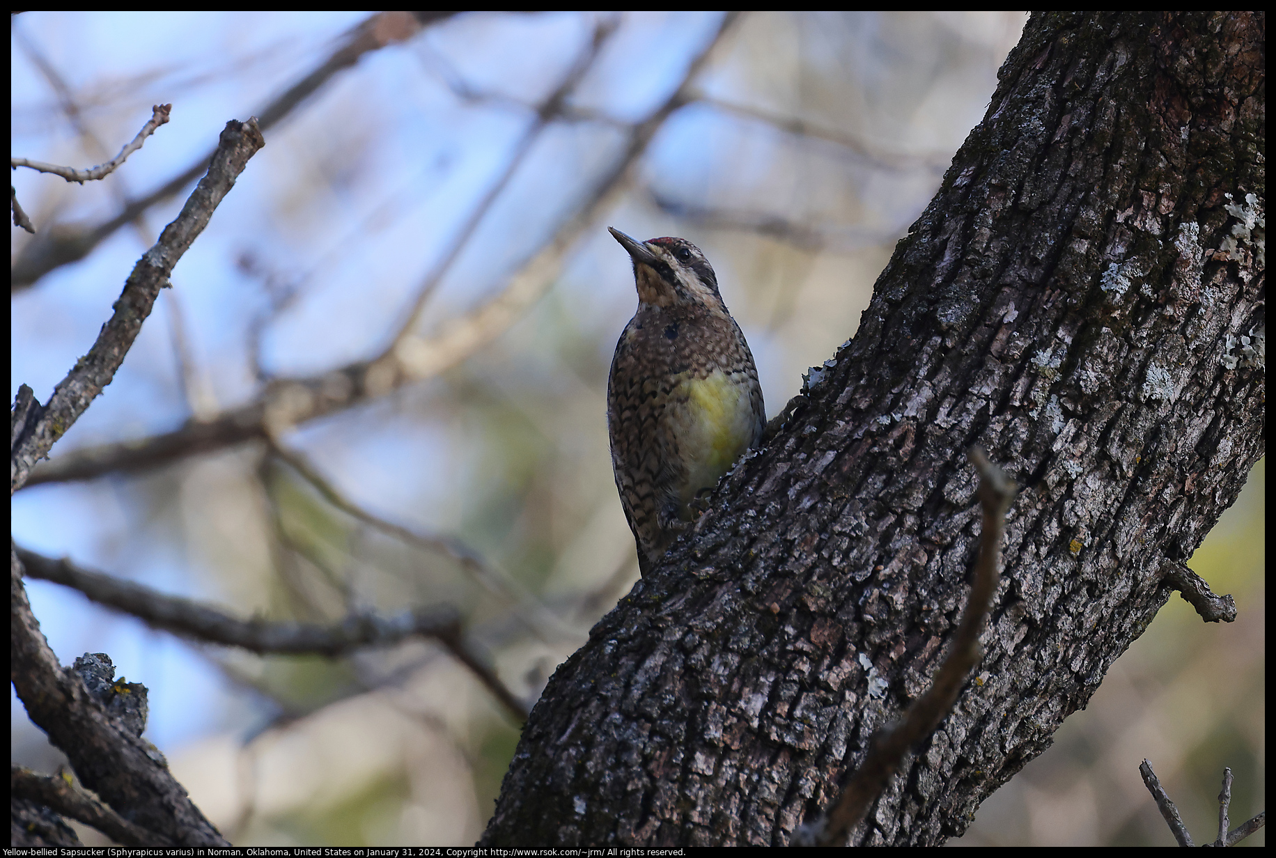 Yellow-bellied Sapsucker (Sphyrapicus varius) in Norman, Oklahoma, United States on January 31, 2024