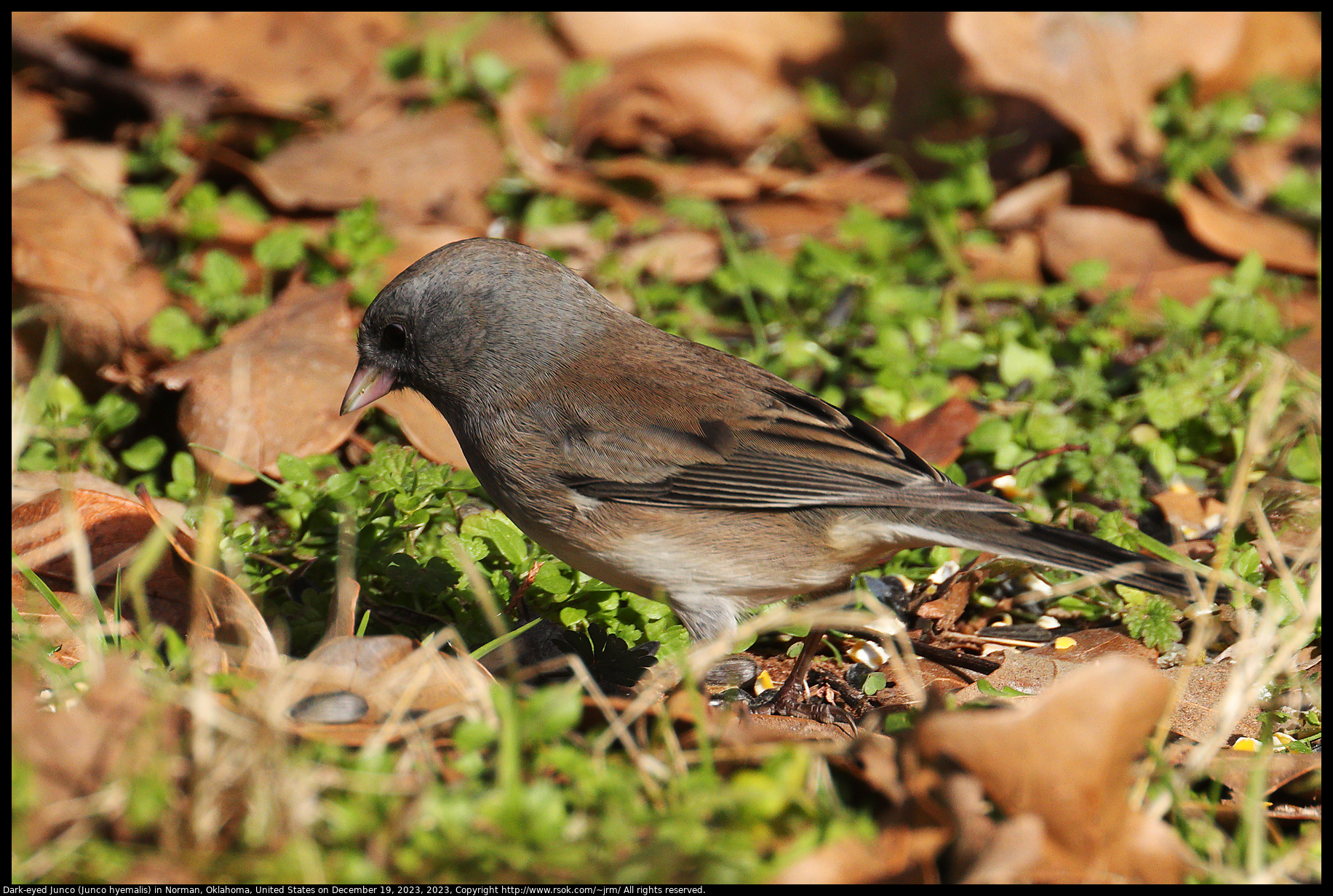 Dark-eyed Junco (Junco hyemalis) in Norman, Oklahoma, United States on December 19, 2023