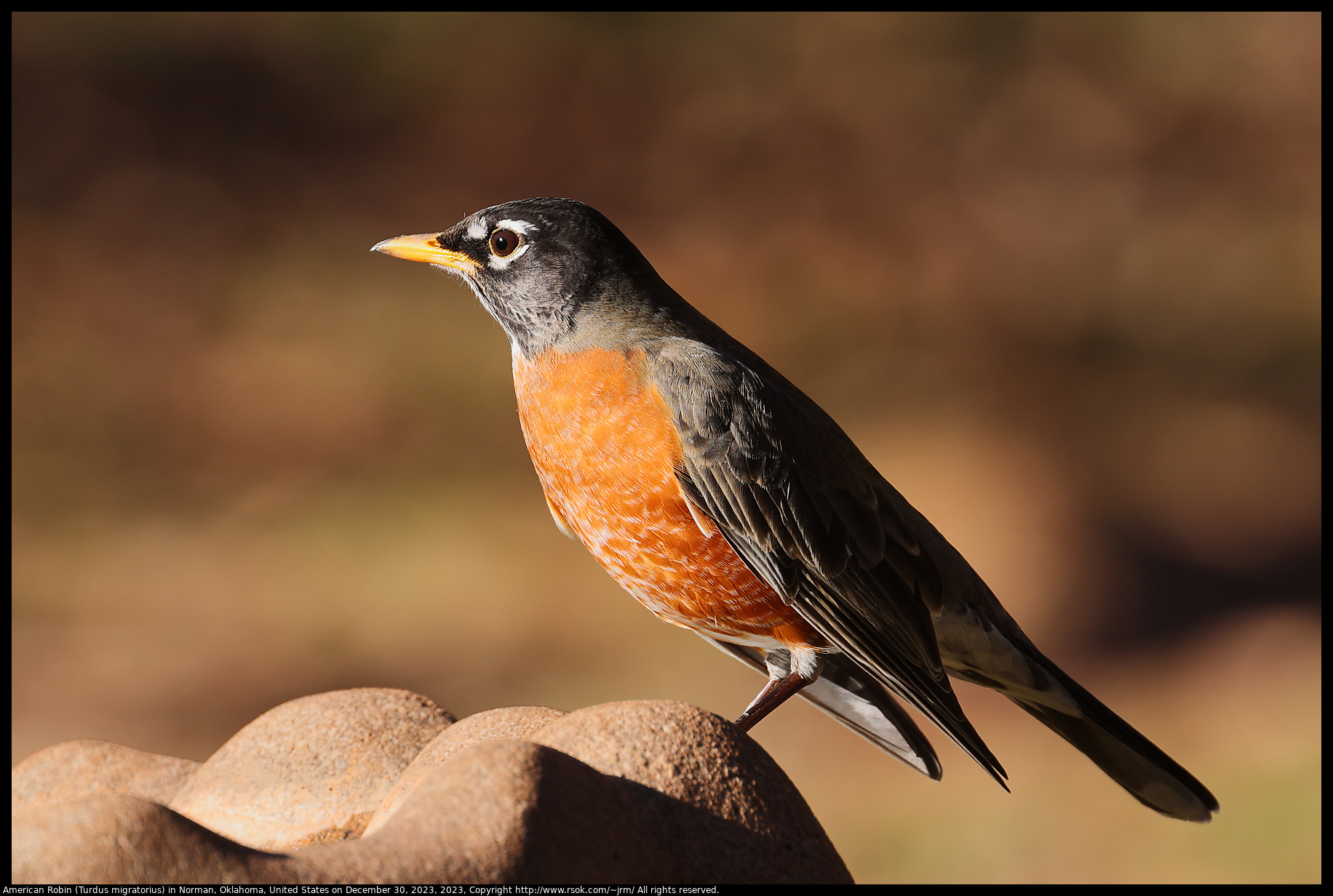 American Robin (Turdus migratorius) in Norman, Oklahoma, United States on December 30, 2023