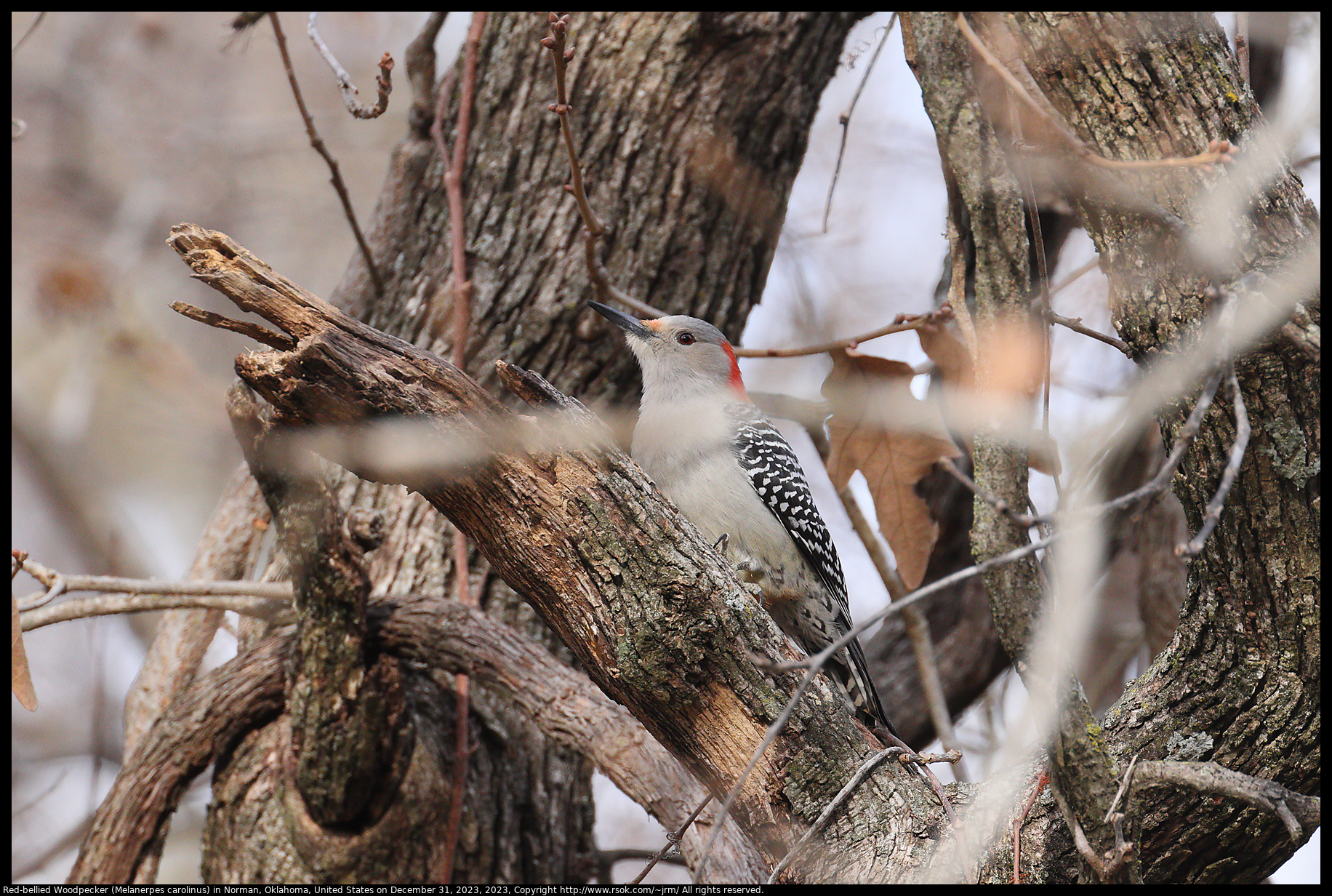 Red-bellied Woodpecker (Melanerpes carolinus) in Norman, Oklahoma, United States on December 31, 2023