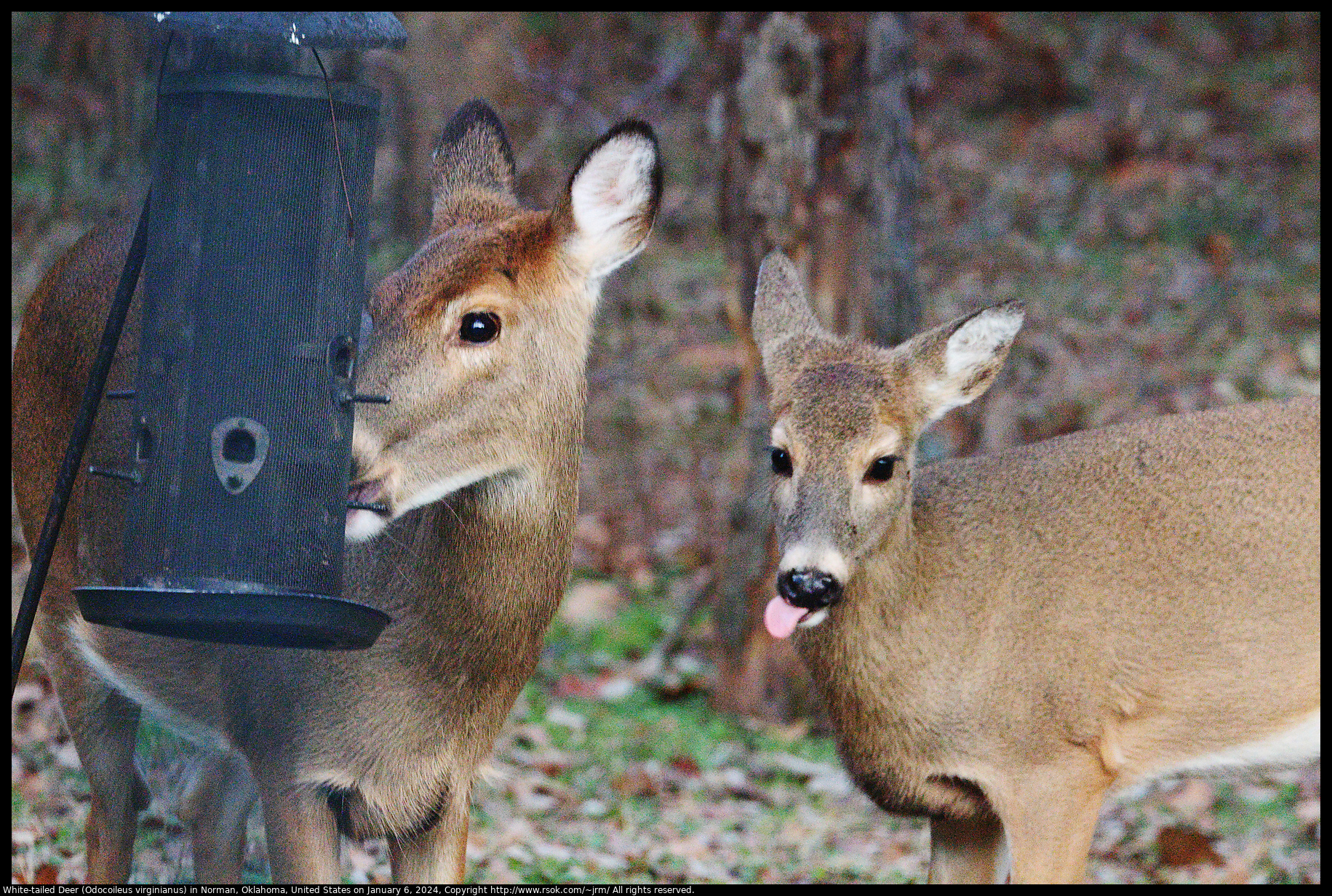 White-tailed Deer (Odocoileus virginianus) in Norman, Oklahoma, United States on January 6, 2024