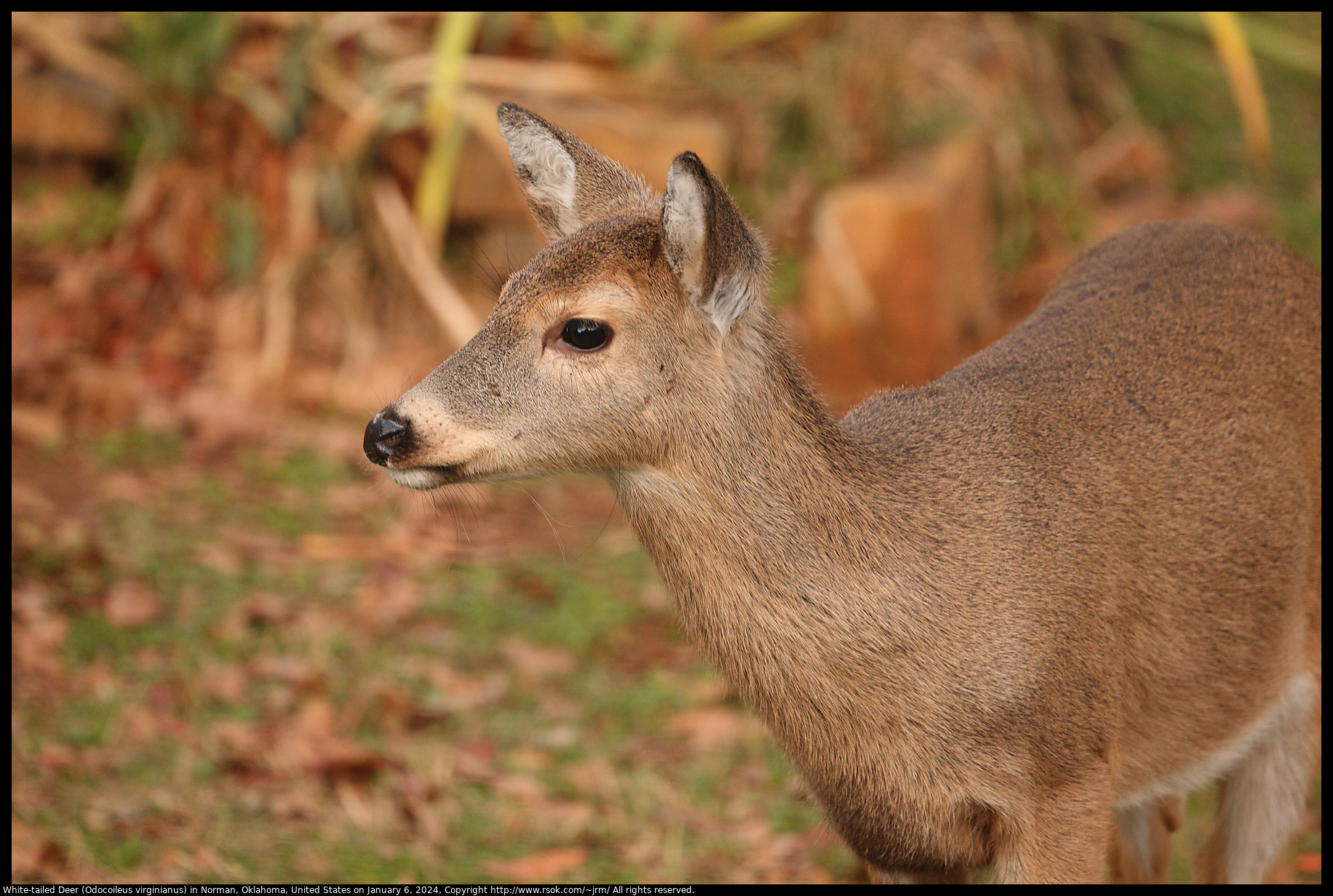 White-tailed Deer (Odocoileus virginianus) in Norman, Oklahoma, United States on January 6, 2024