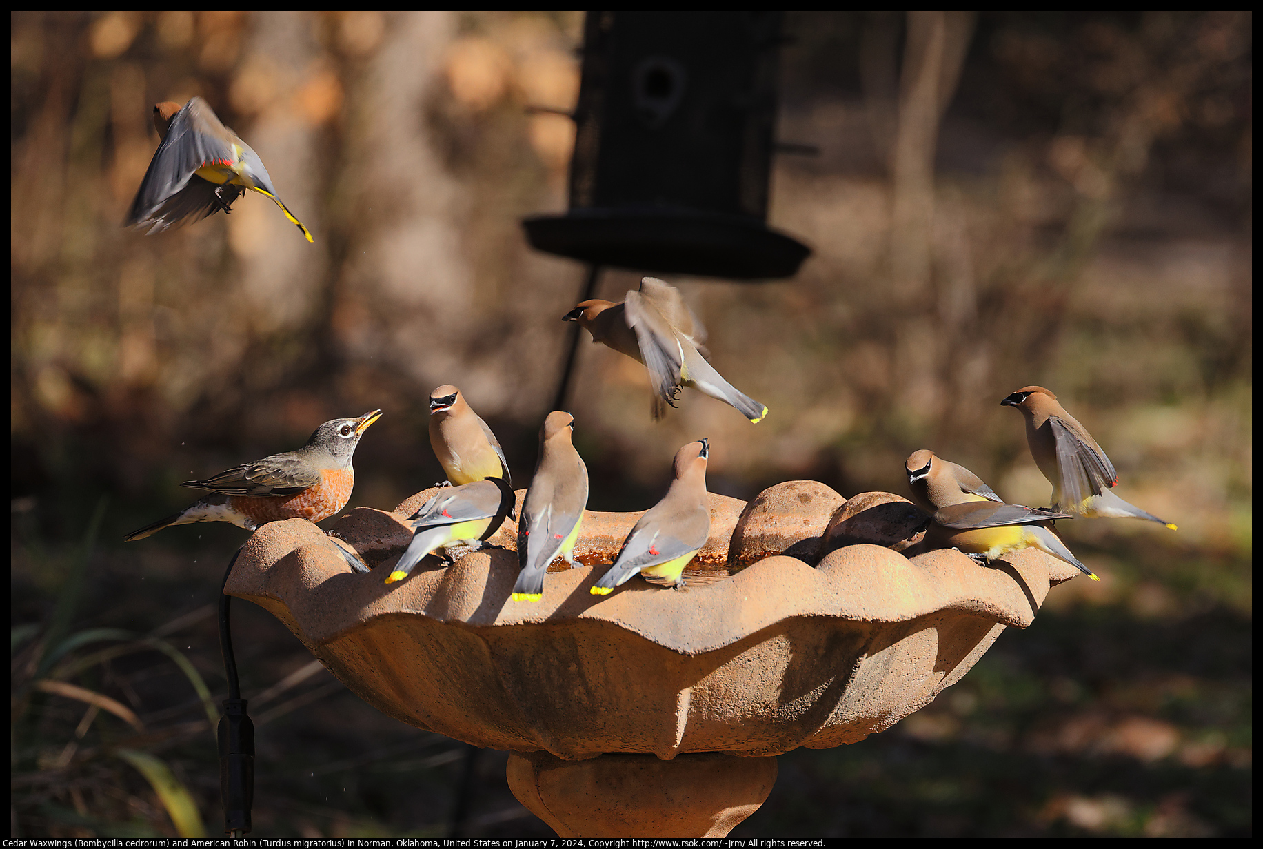 Cedar Waxwings (Bombycilla cedrorum) and American Robin (Turdus migratorius) in Norman, Oklahoma, United States on January 7, 2024