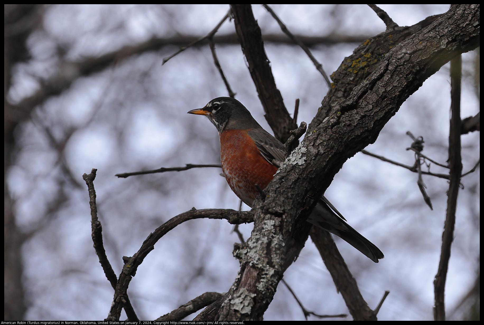 American Robin (Turdus migratorius) in Norman, Oklahoma, United States on January 7, 2024