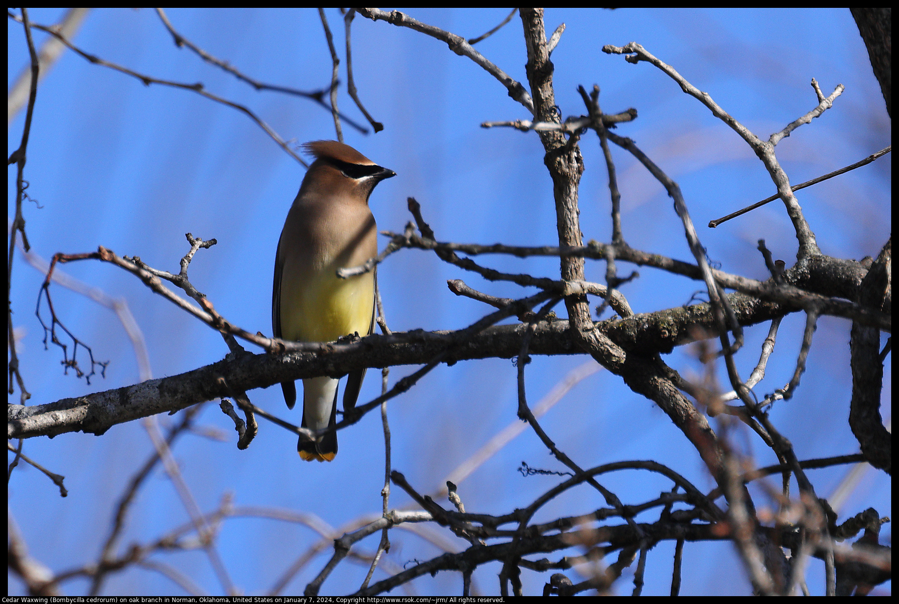 Cedar Waxwing (Bombycilla cedrorum) on oak branch in Norman, Oklahoma, United States on January 7, 2024