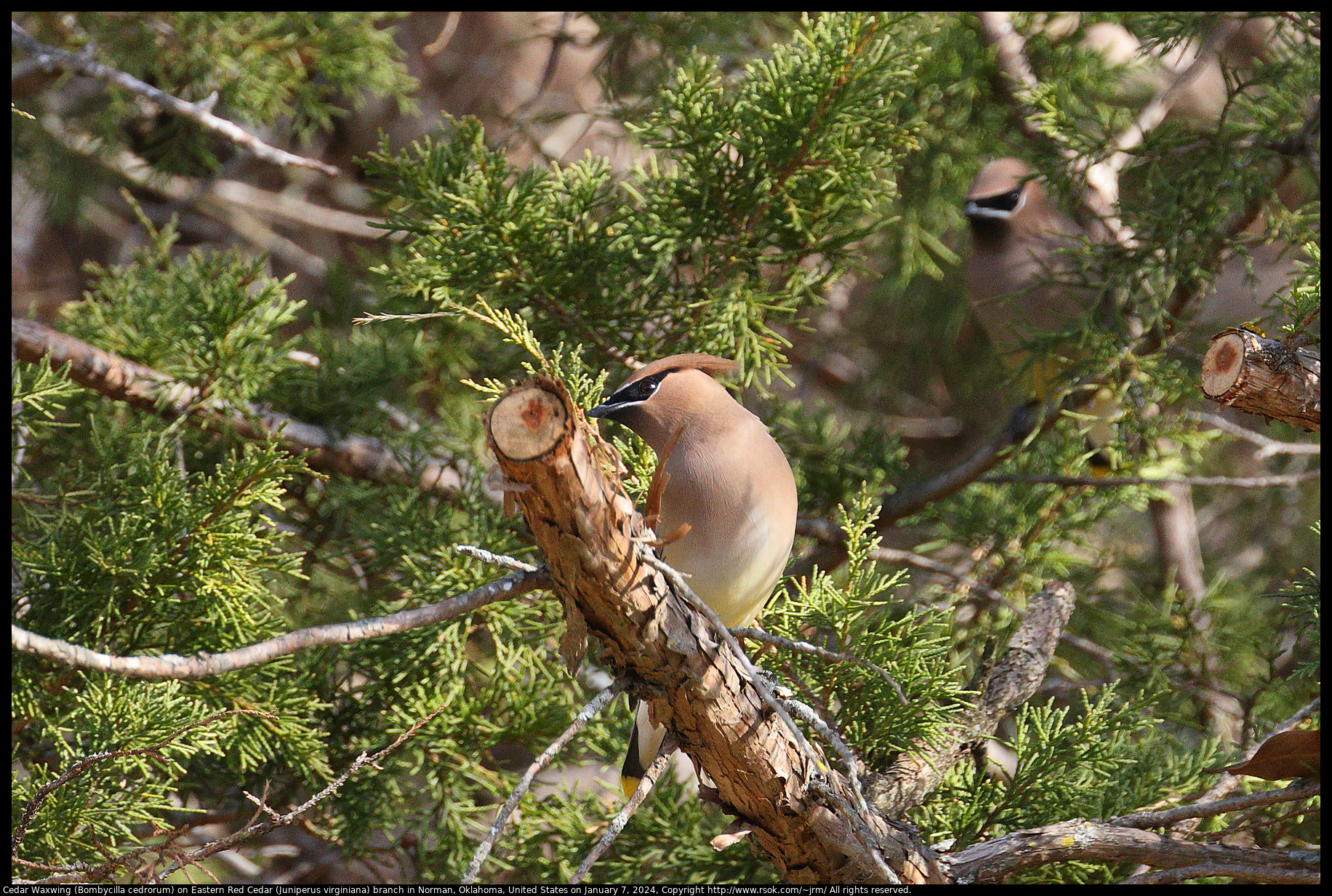 Cedar Waxwing (Bombycilla cedrorum) on Eastern Red Cedar (Juniperus virginiana) branch in Norman, Oklahoma, United States on January 7, 2024