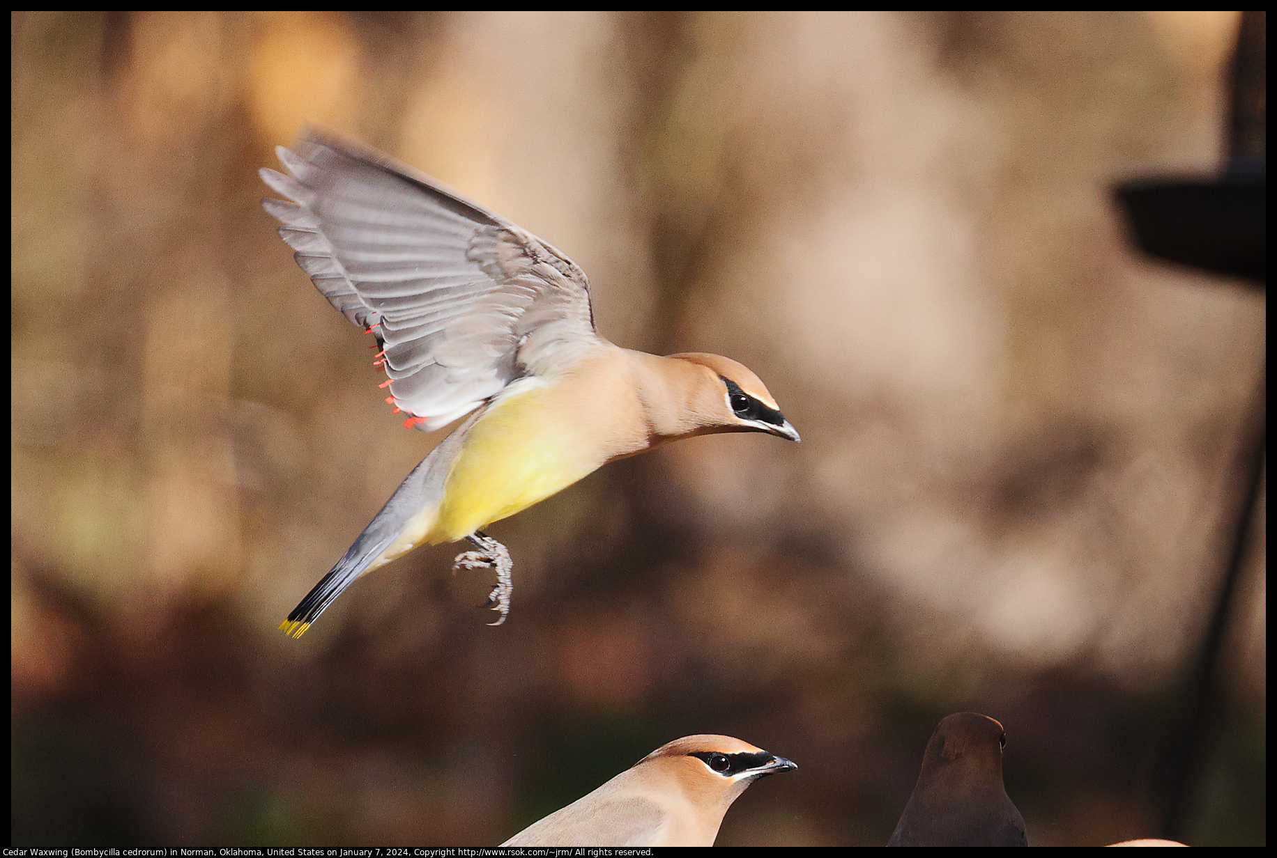 Cedar Waxwing (Bombycilla cedrorum) in Norman, Oklahoma, United States on January 7, 2024