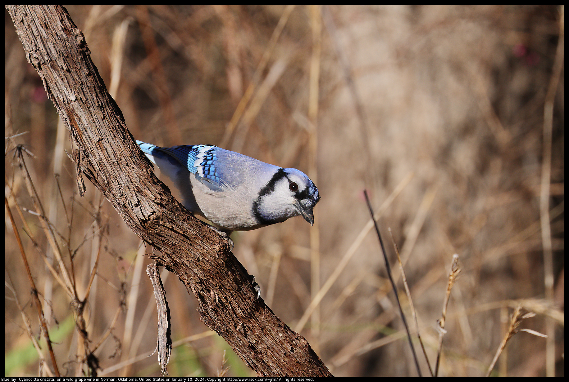 Blue Jay (Cyanocitta cristata) on a wild grape vine in Norman, Oklahoma, United States on January 10, 2024