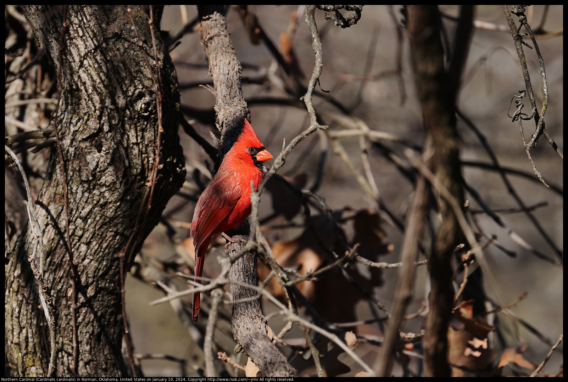 Northern Cardinal (Cardinalis cardinalis) in Norman, Oklahoma, United States on January 10, 2024