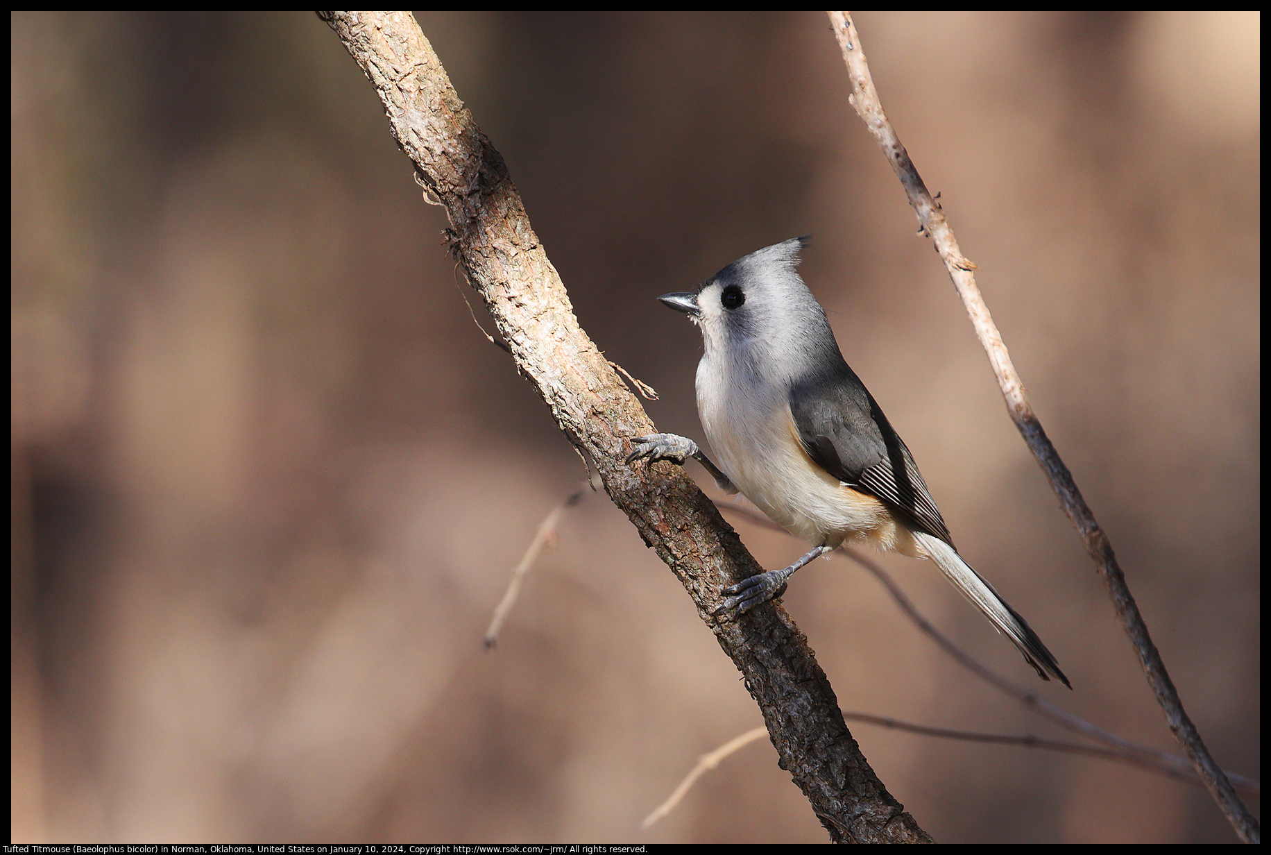 Tufted Titmouse (Baeolophus bicolor) in Norman, Oklahoma, United States on January 10, 2024