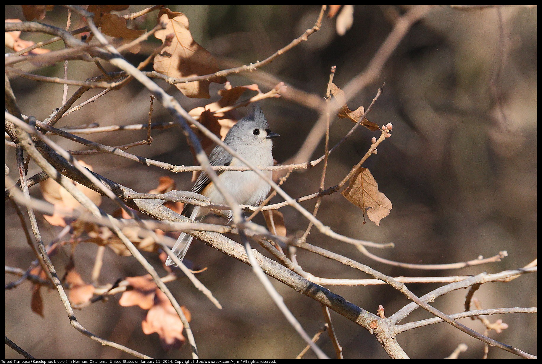 Tufted Titmouse (Baeolophus bicolor) in Norman, Oklahoma, United States on January 11, 2024