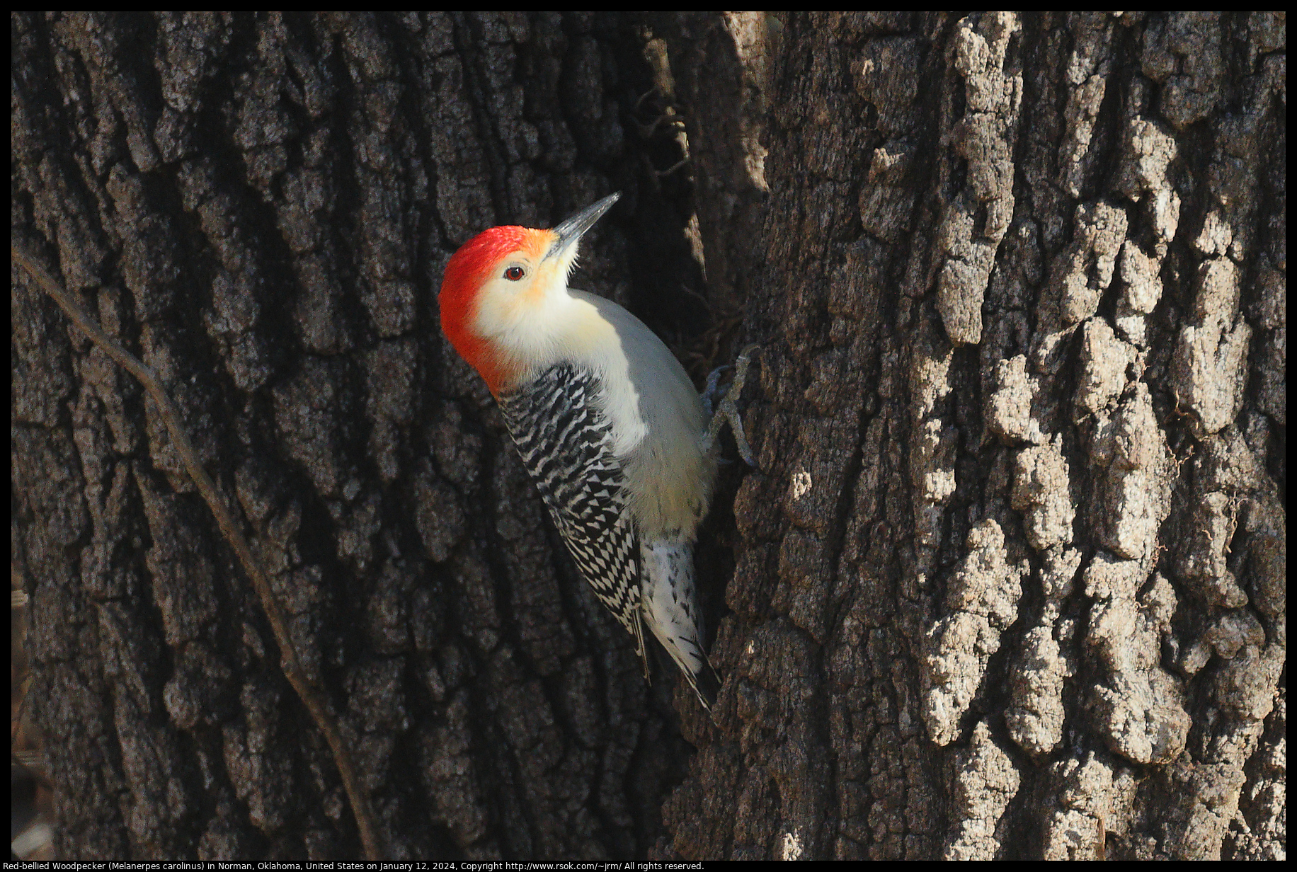 Red-bellied Woodpecker (Melanerpes carolinus) in Norman, Oklahoma, United States on January 12, 2024