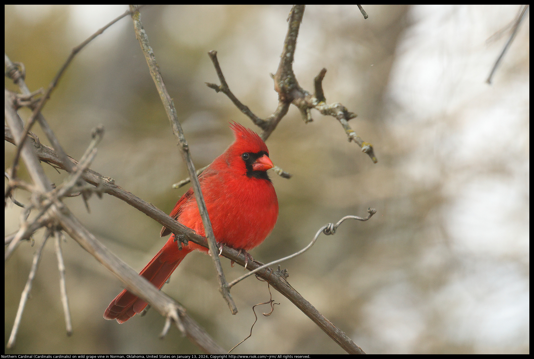 Northern Cardinal (Cardinalis cardinalis) on wild grape vine in Norman, Oklahoma, United States on January 13, 2024