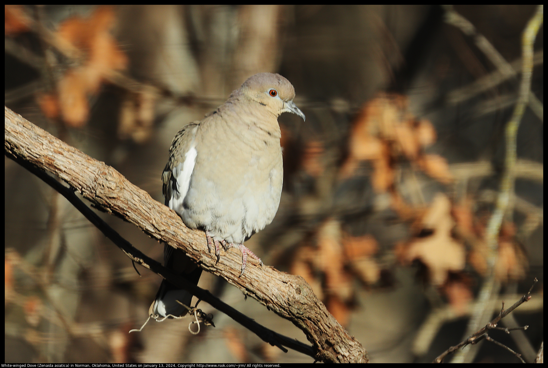 White-winged Dove (Zenaida asiatica) in Norman, Oklahoma, United States on January 13, 2024