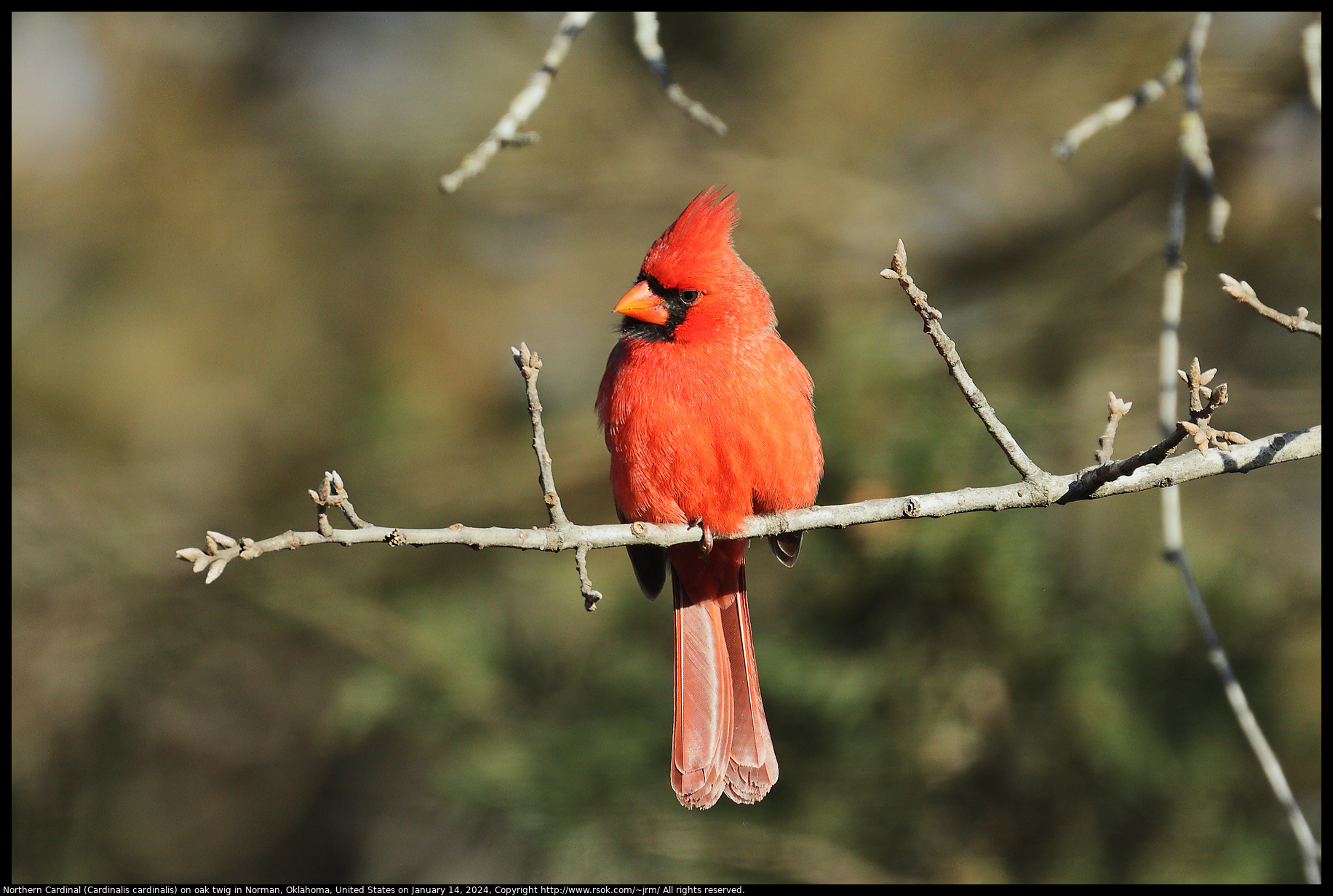 Northern Cardinal (Cardinalis cardinalis) on oak twig in Norman, Oklahoma, United States on January 14, 2024