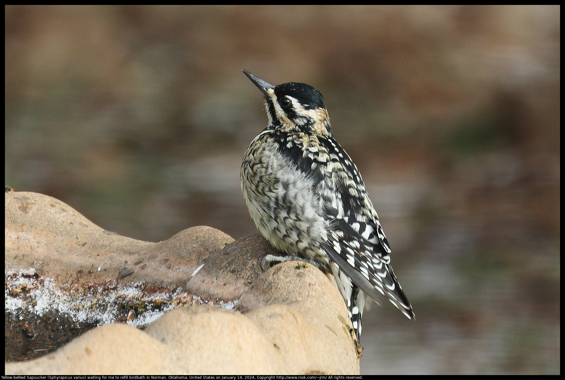 Yellow-bellied Sapsucker (Sphyrapicus varius) waiting for me to refill birdbath in Norman, Oklahoma, United States on January 14, 2024