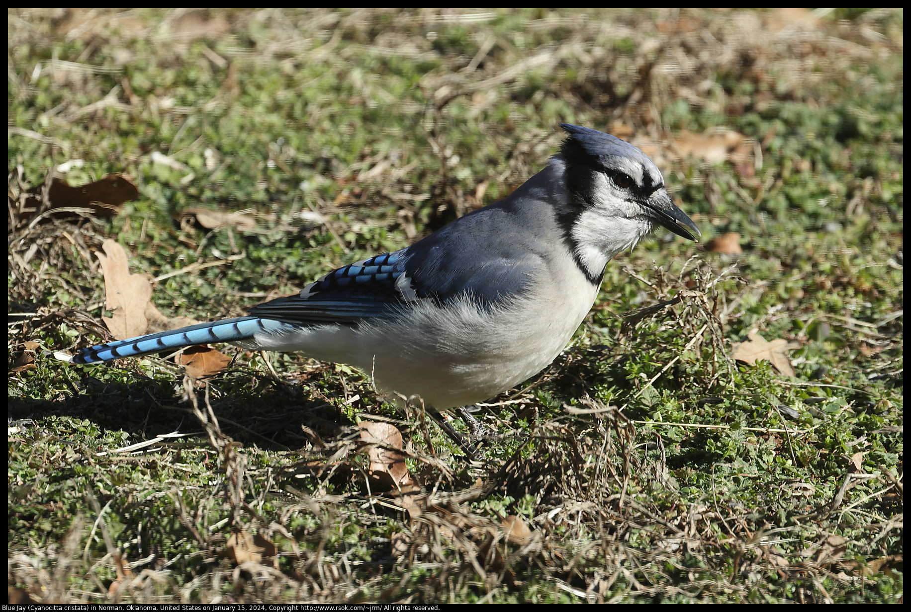 Blue Jay (Cyanocitta cristata) in Norman, Oklahoma, United States on January 15, 2024