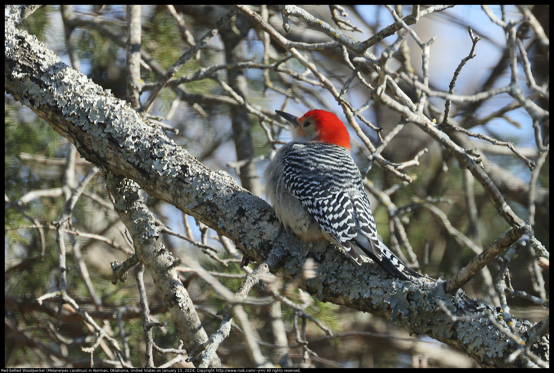 Red-bellied Woodpecker (Melanerpes carolinus) in Norman, Oklahoma, United States on January 15, 2024