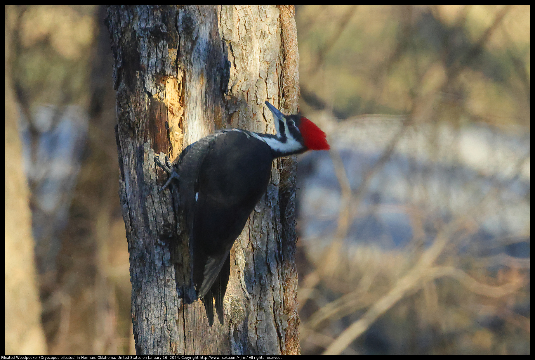 Pileated Woodpecker (Dryocopus pileatus) in Norman, Oklahoma, United States on January 16, 2024